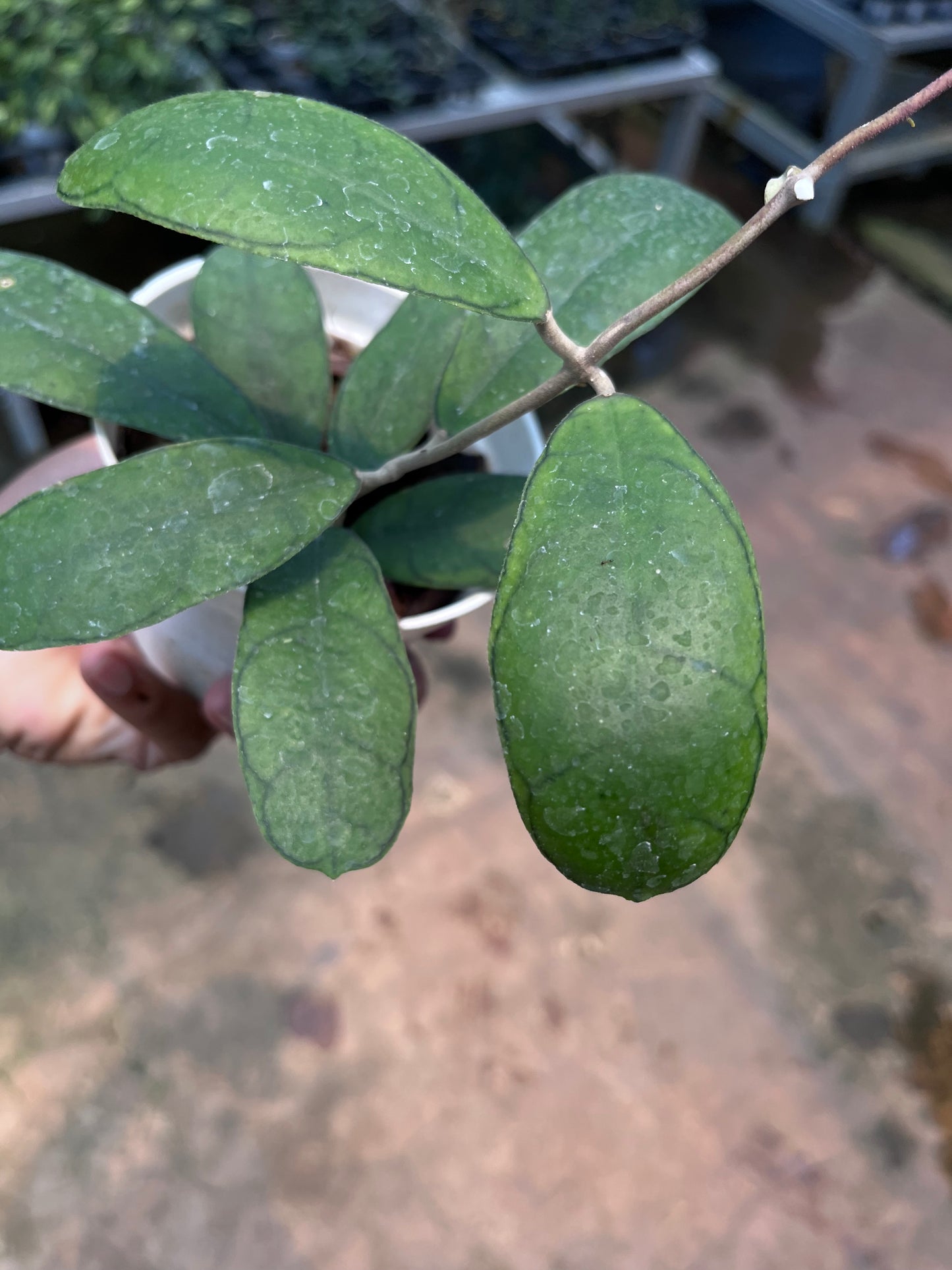 Hoya Deykeae Mutia