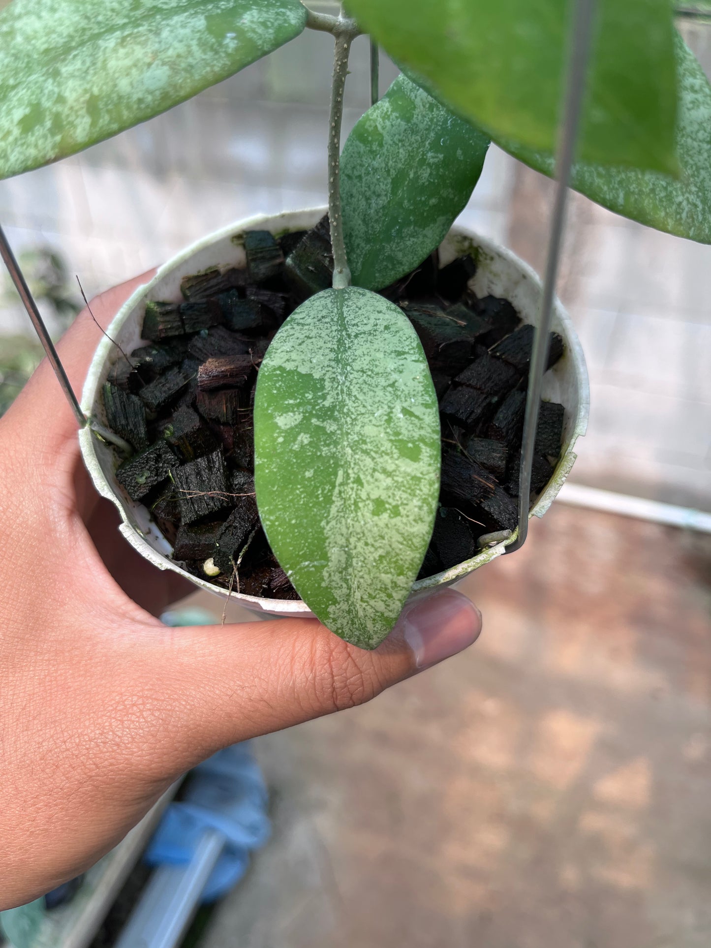 Hoya Polypus