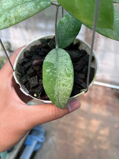 Hoya Polypus