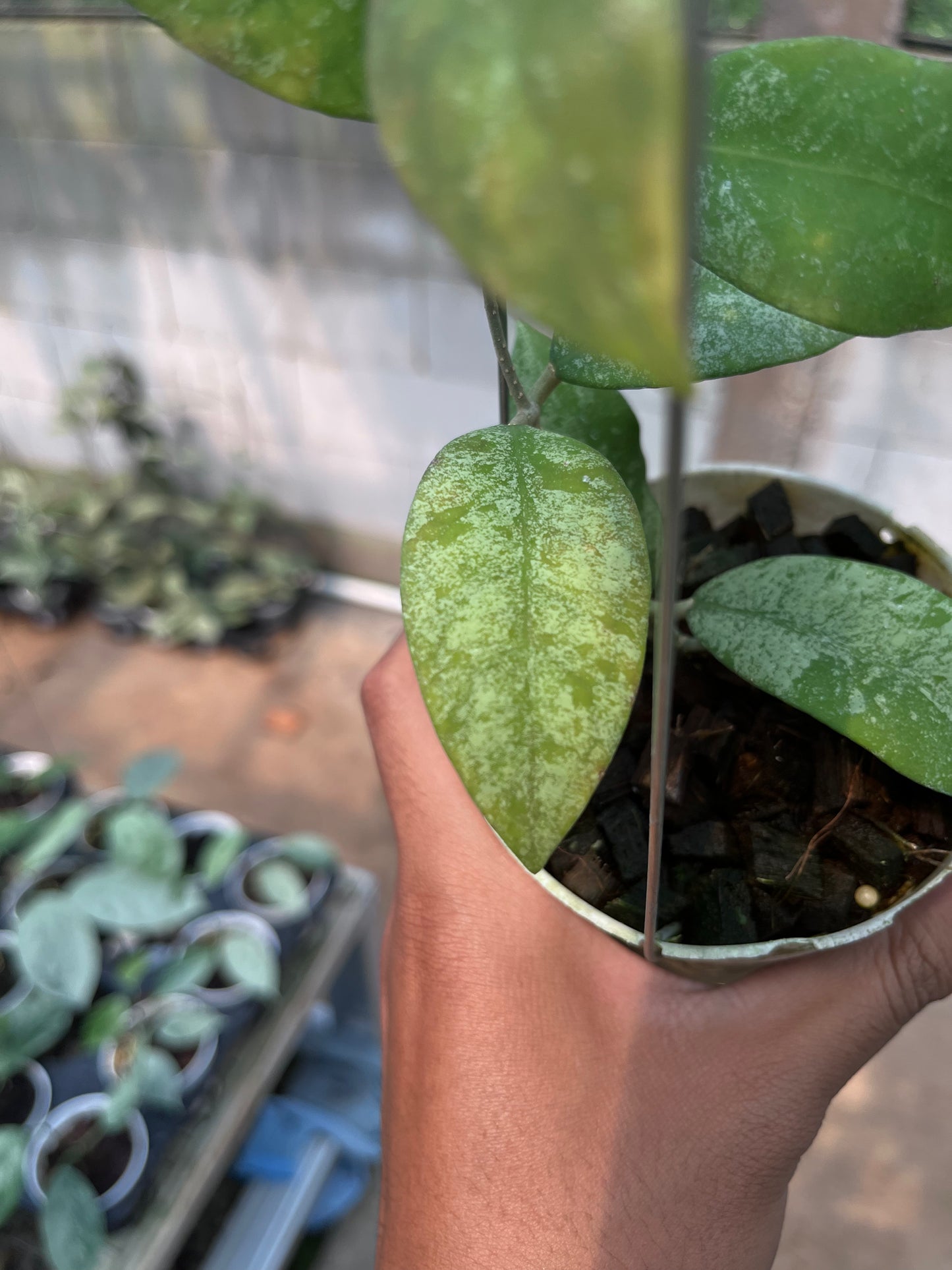 Hoya Polypus
