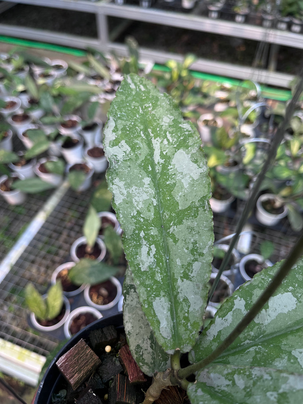 Hoya Undulata Army