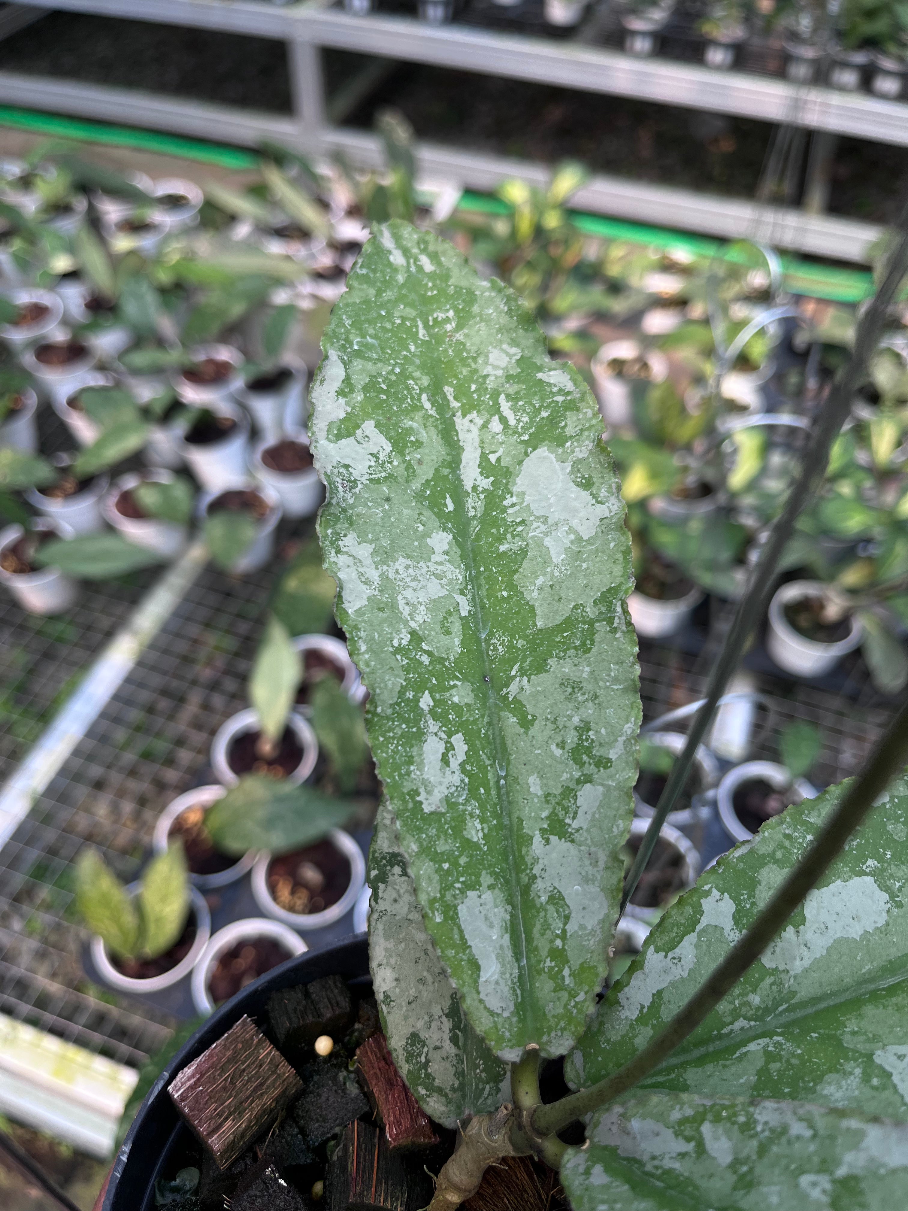Hoya Undulata Army