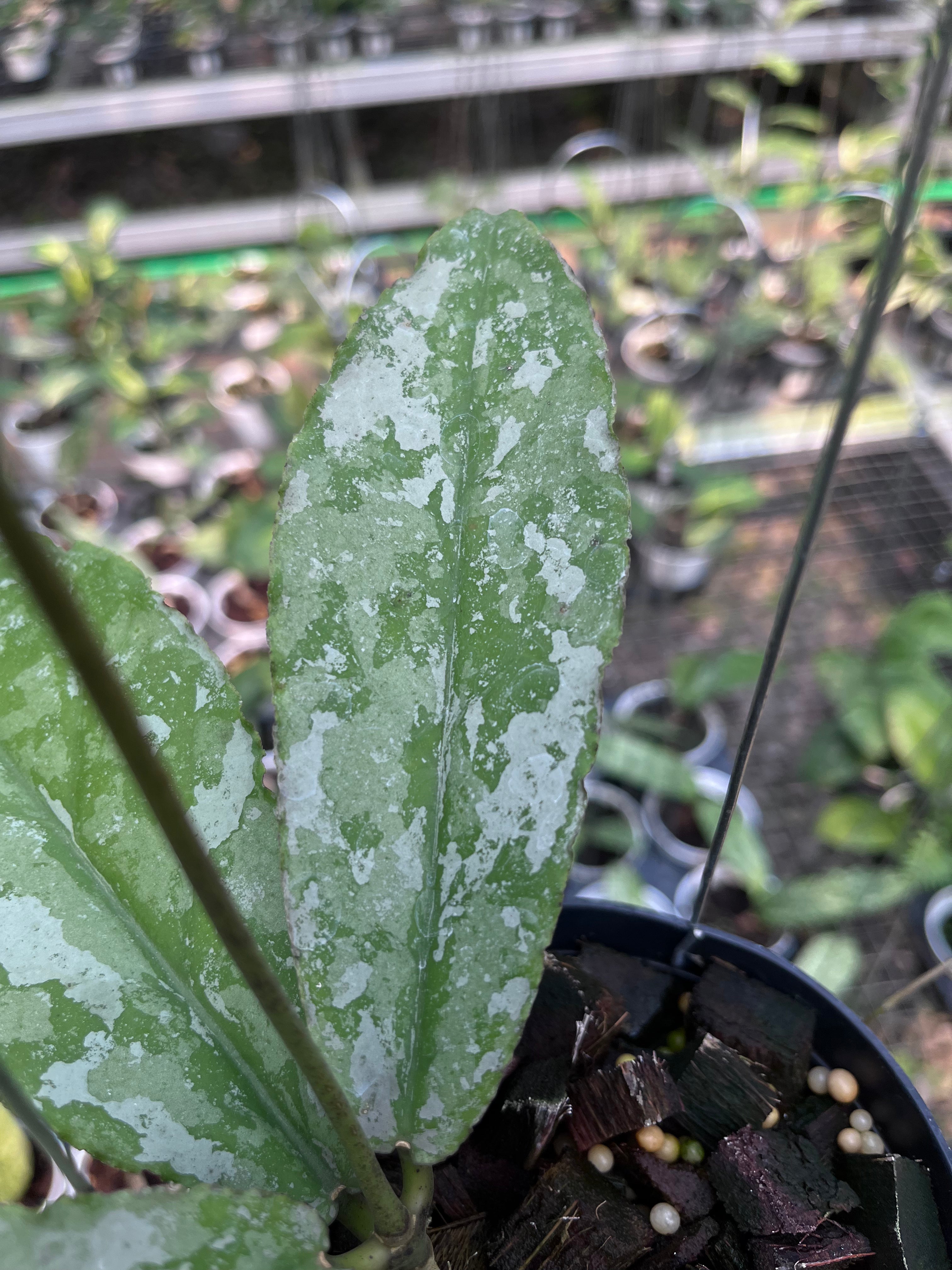 Hoya Undulata Army
