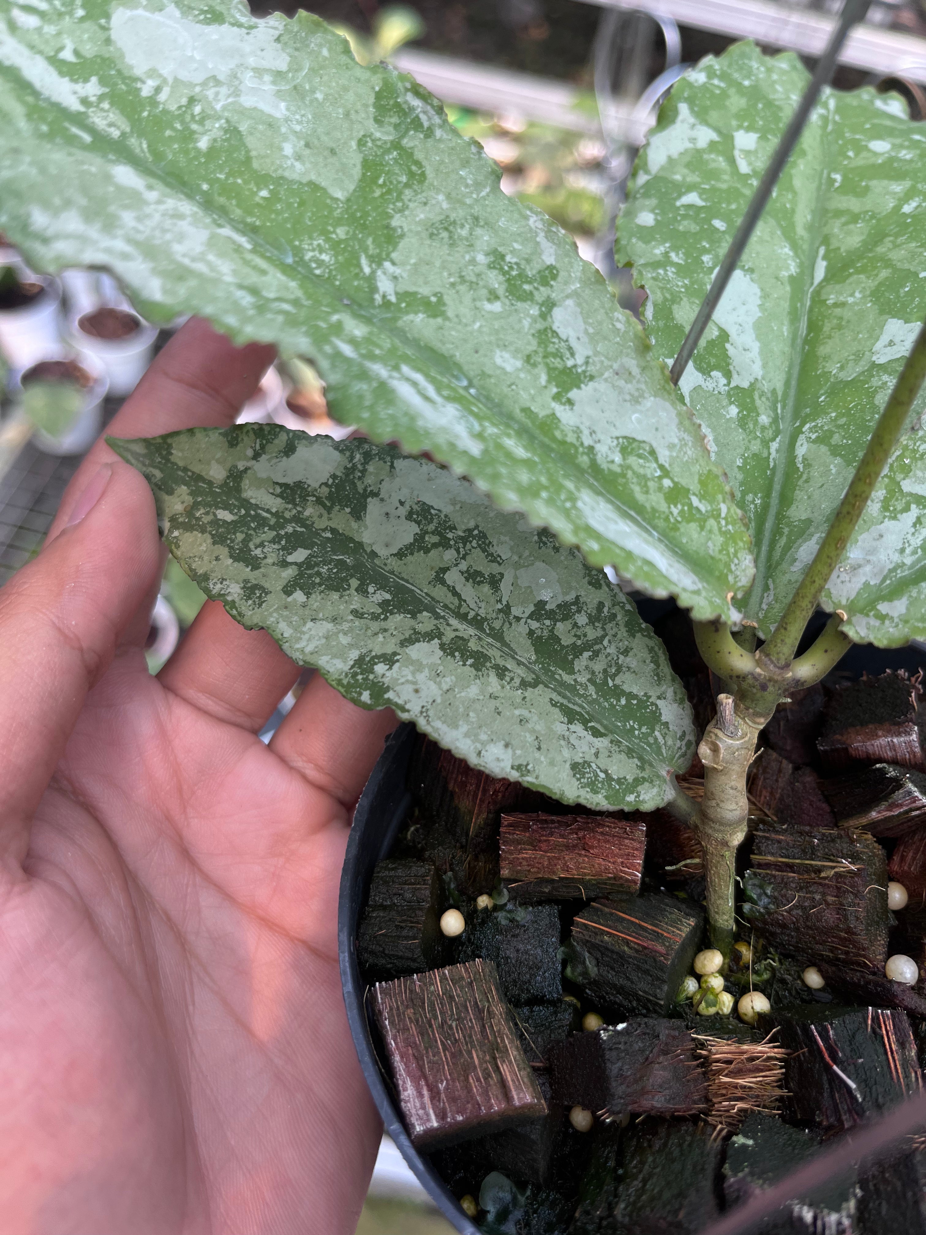 Hoya Undulata Army
