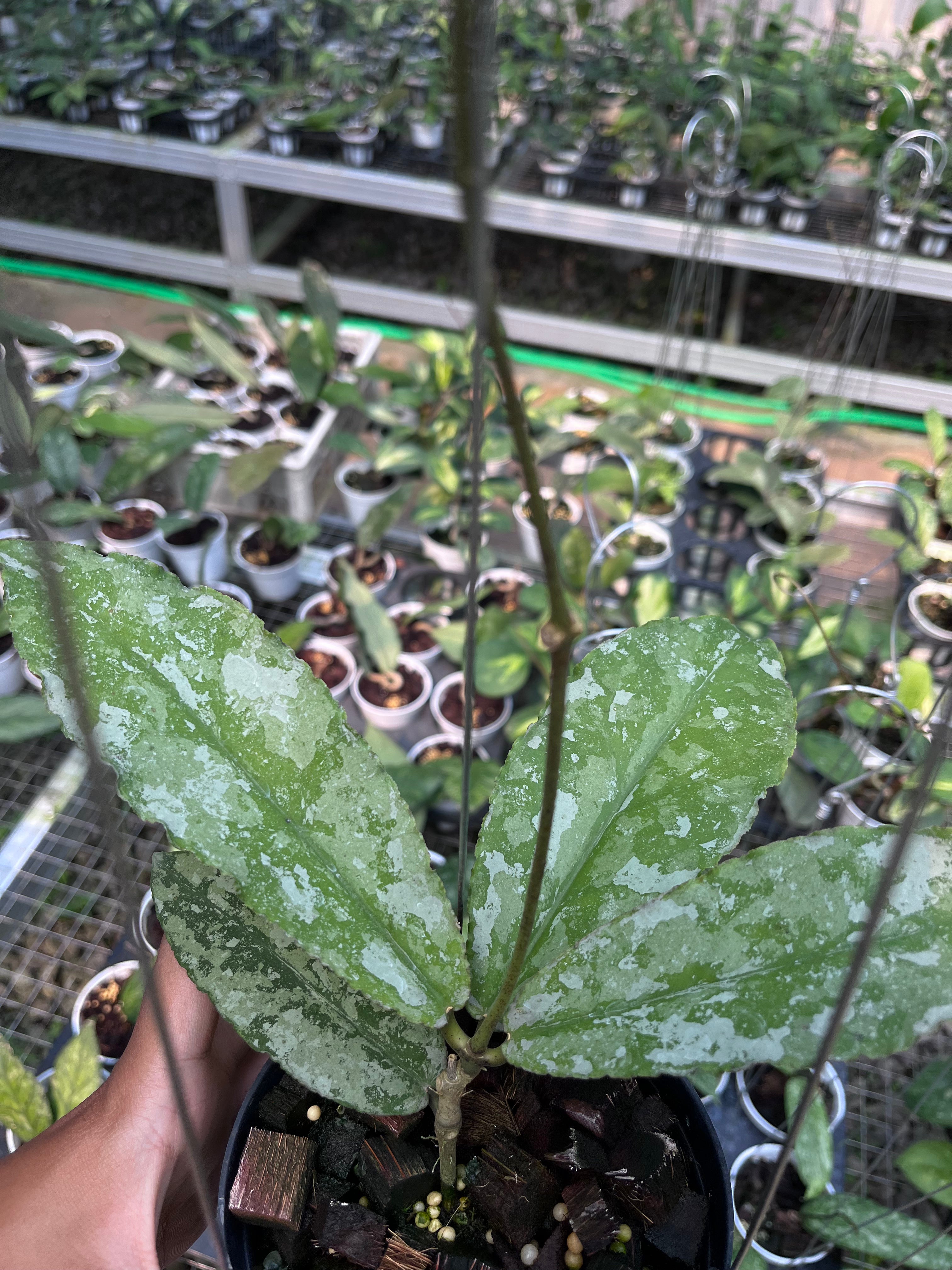Hoya Undulata Army