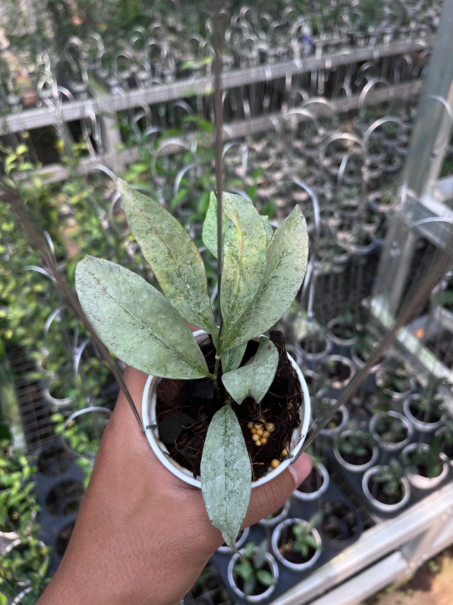 Hoya Amicabilis Silver
