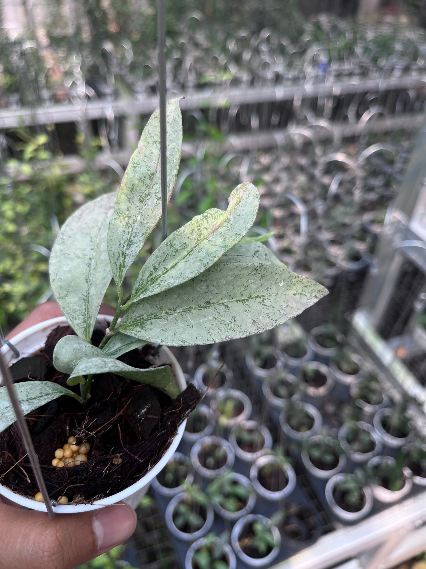 Hoya Amicabilis Silver
