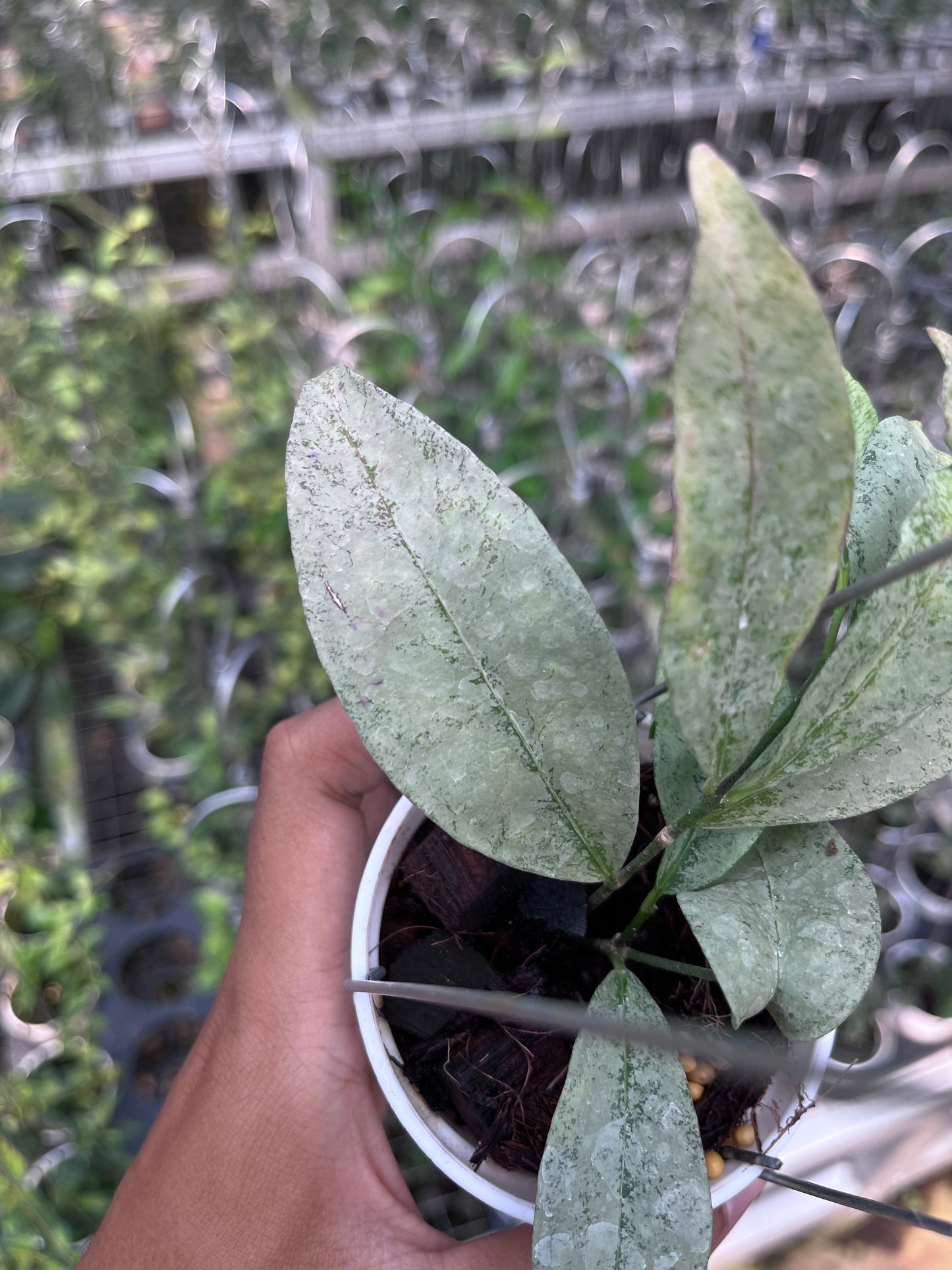 Hoya Amicabilis Silver