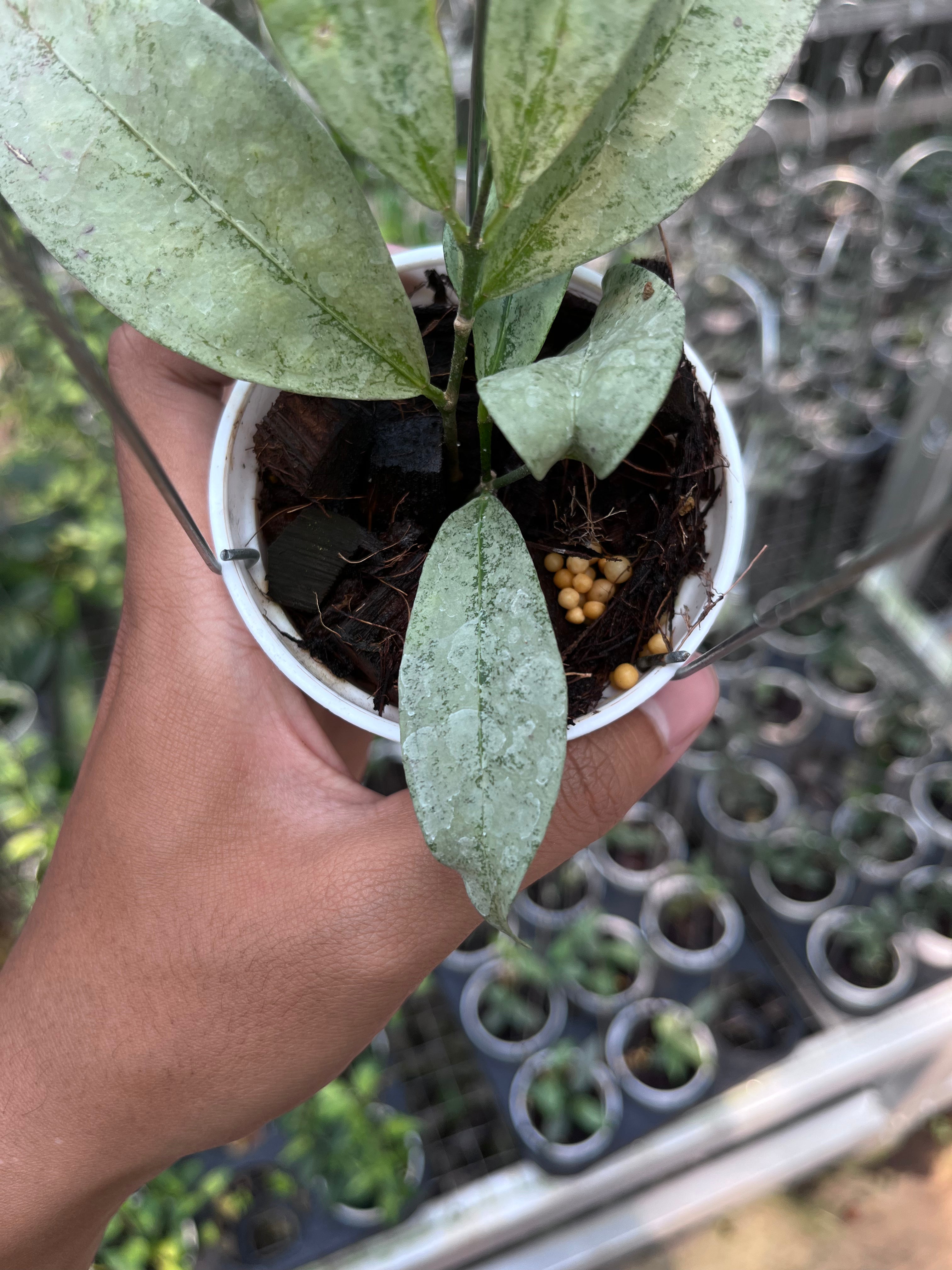 Hoya Amicabilis Silver (small size)