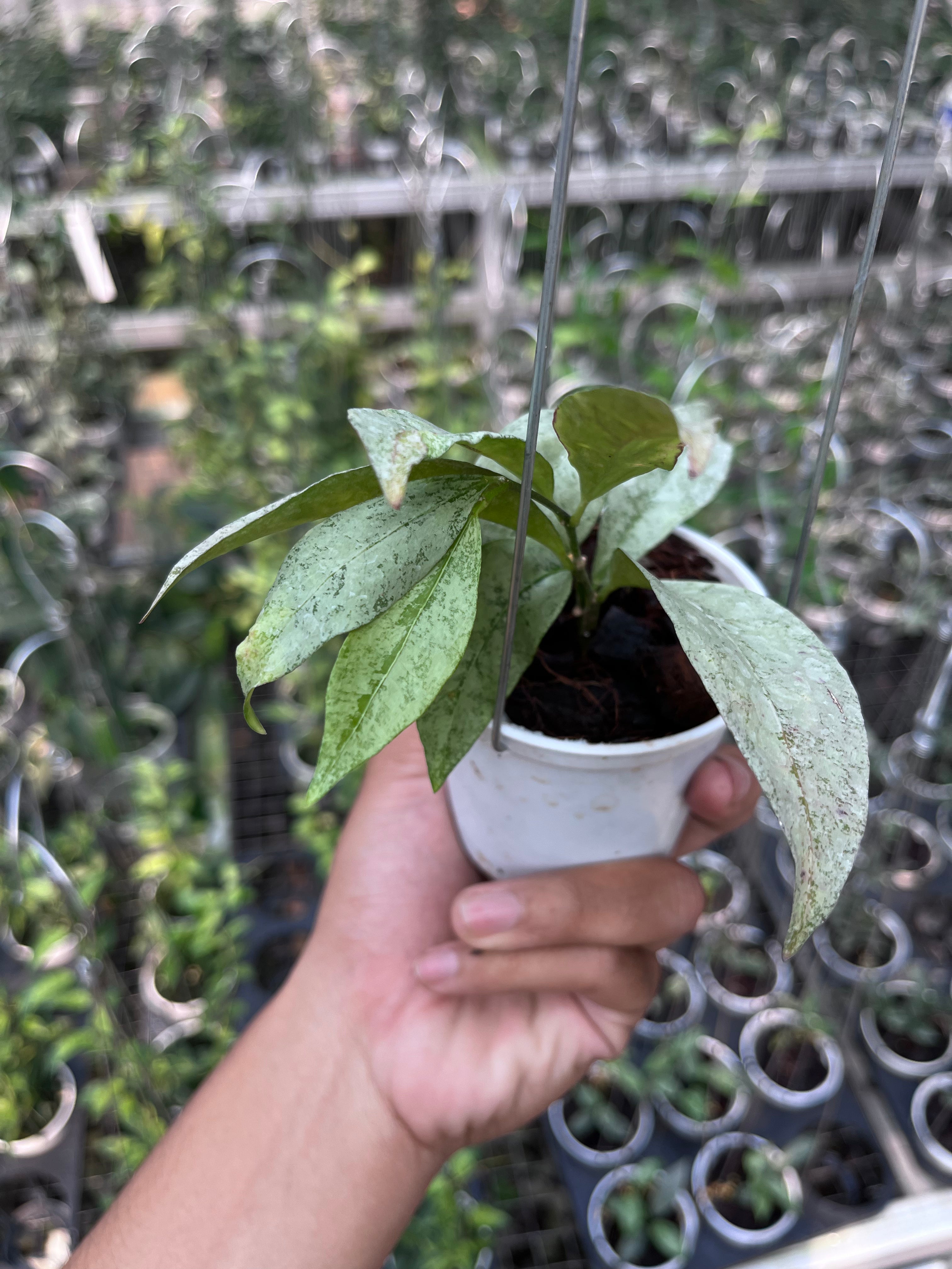 Hoya Amicabilis Silver (small size)