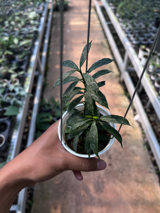 Hoya Multiflora Minion