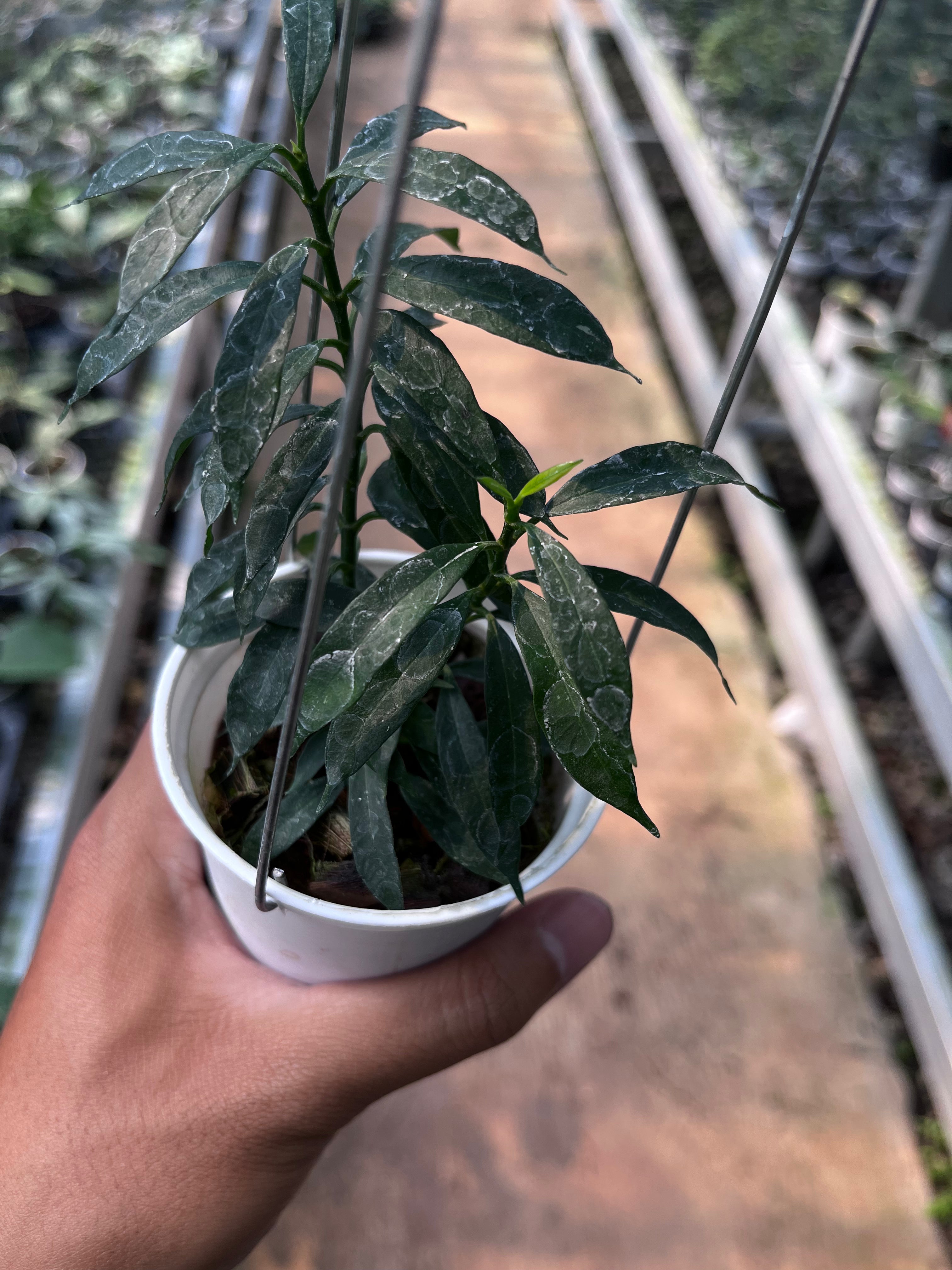 Hoya Multiflora Minion