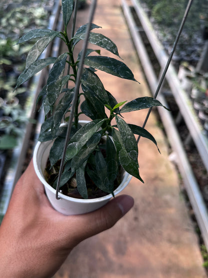 Hoya Multiflora Minion