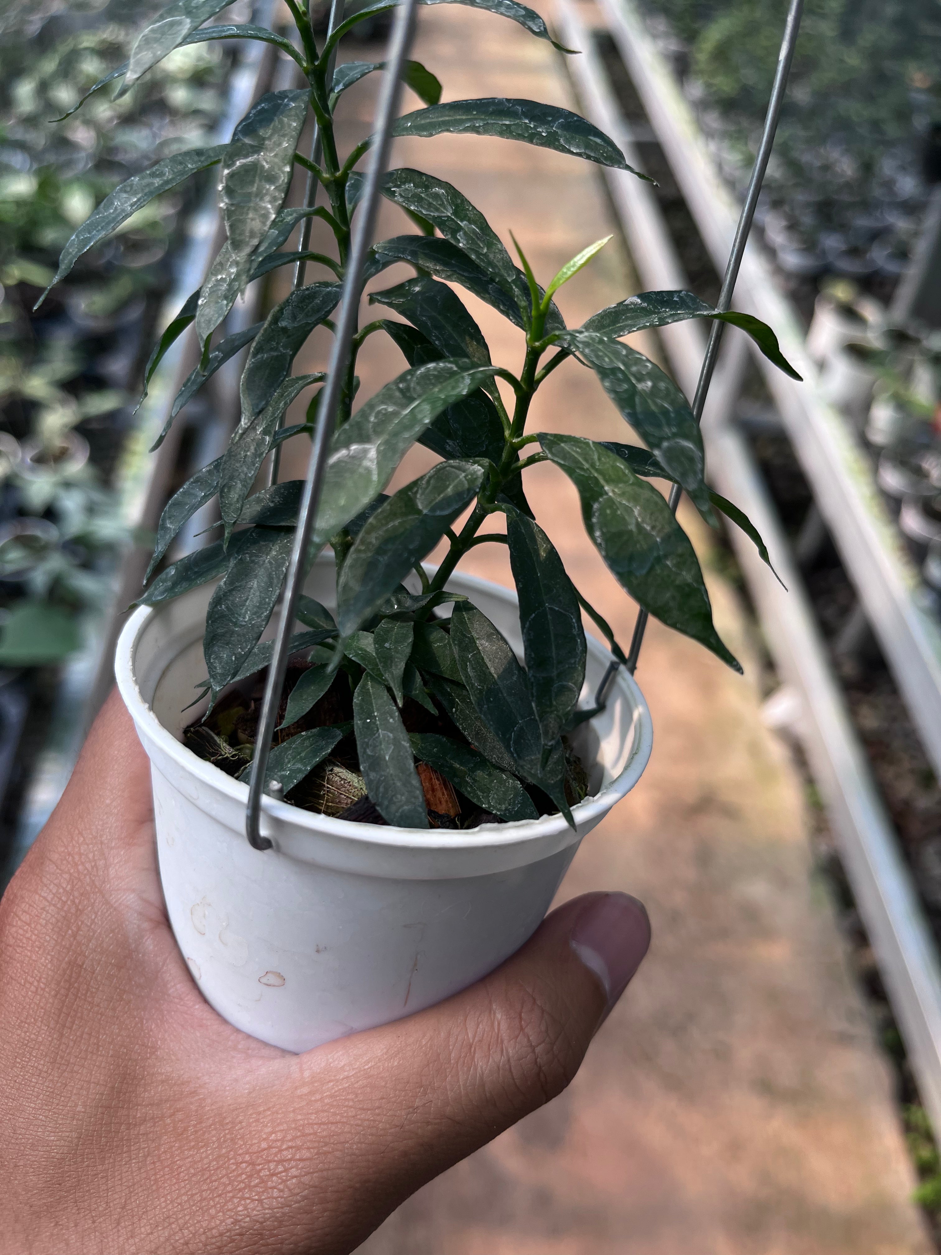 Hoya Multiflora Minion