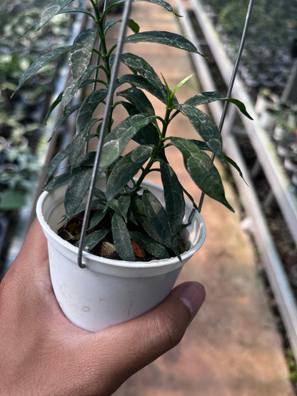 Hoya Multiflora Minion