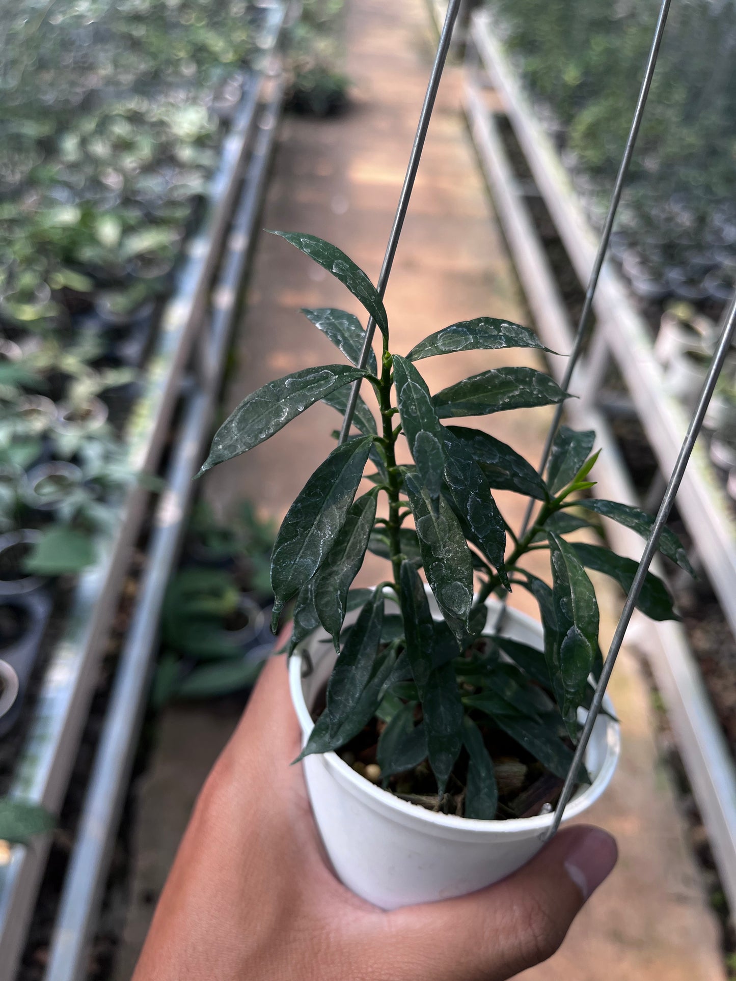 Hoya Multiflora Minion