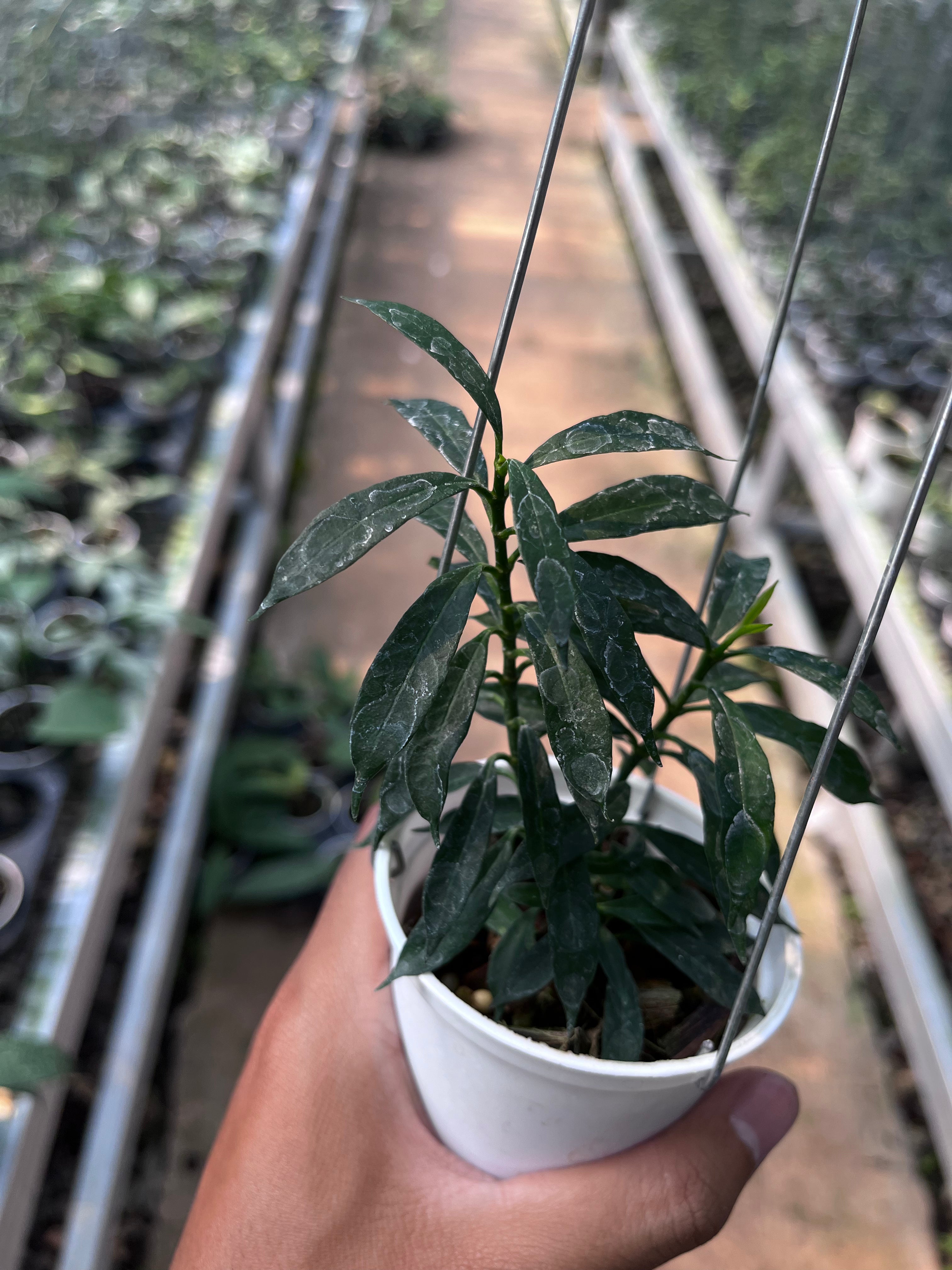 Hoya Multiflora Minion