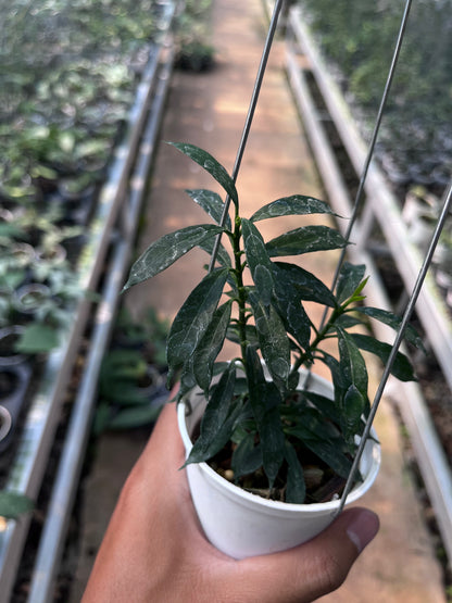 Hoya Multiflora Minion