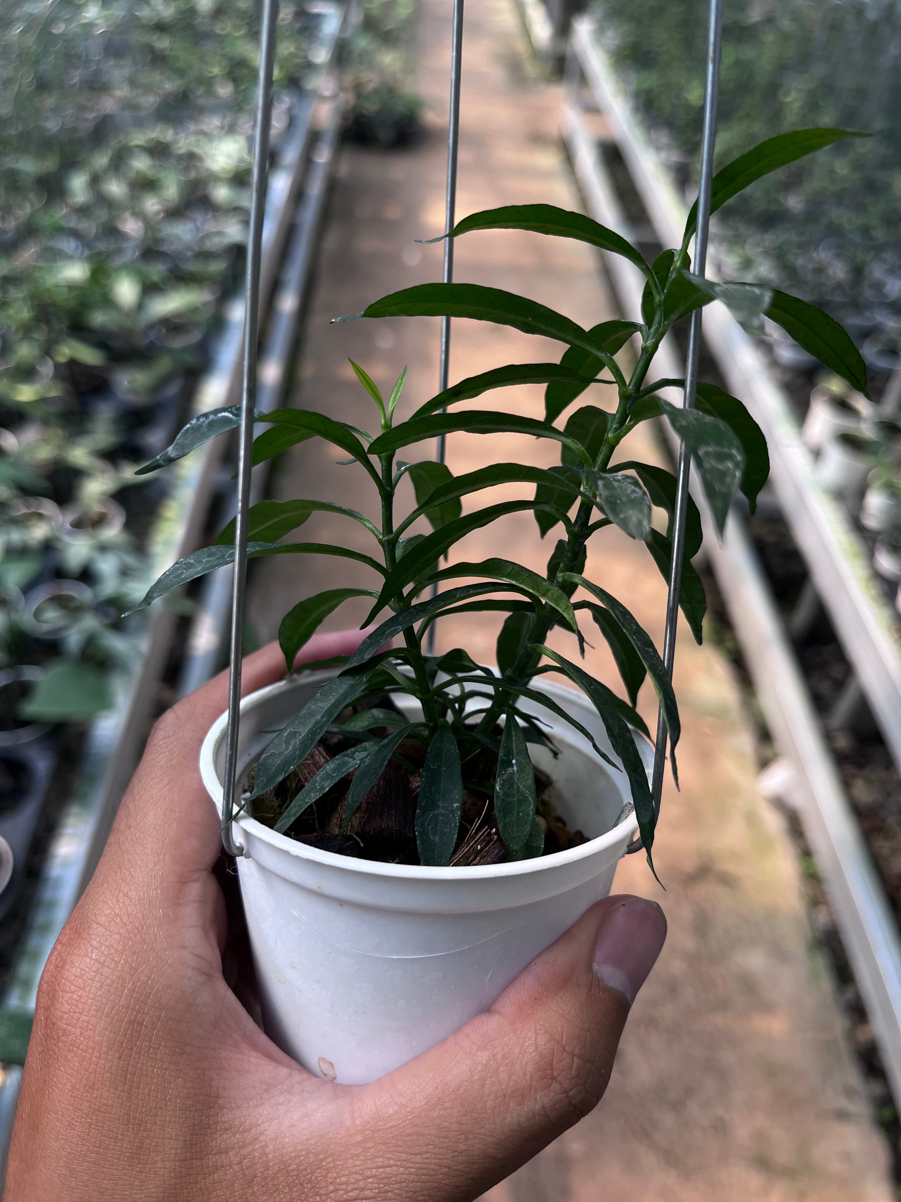 Hoya Multiflora Minion