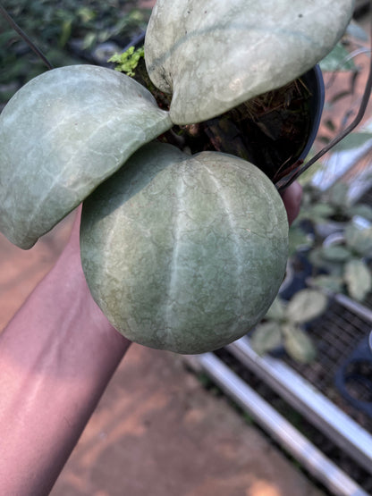 Hoya Latifolia Silver (Thailand)