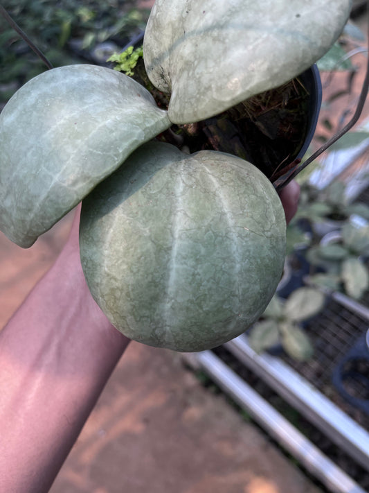 Hoya Latifolia Silver (Thailand)