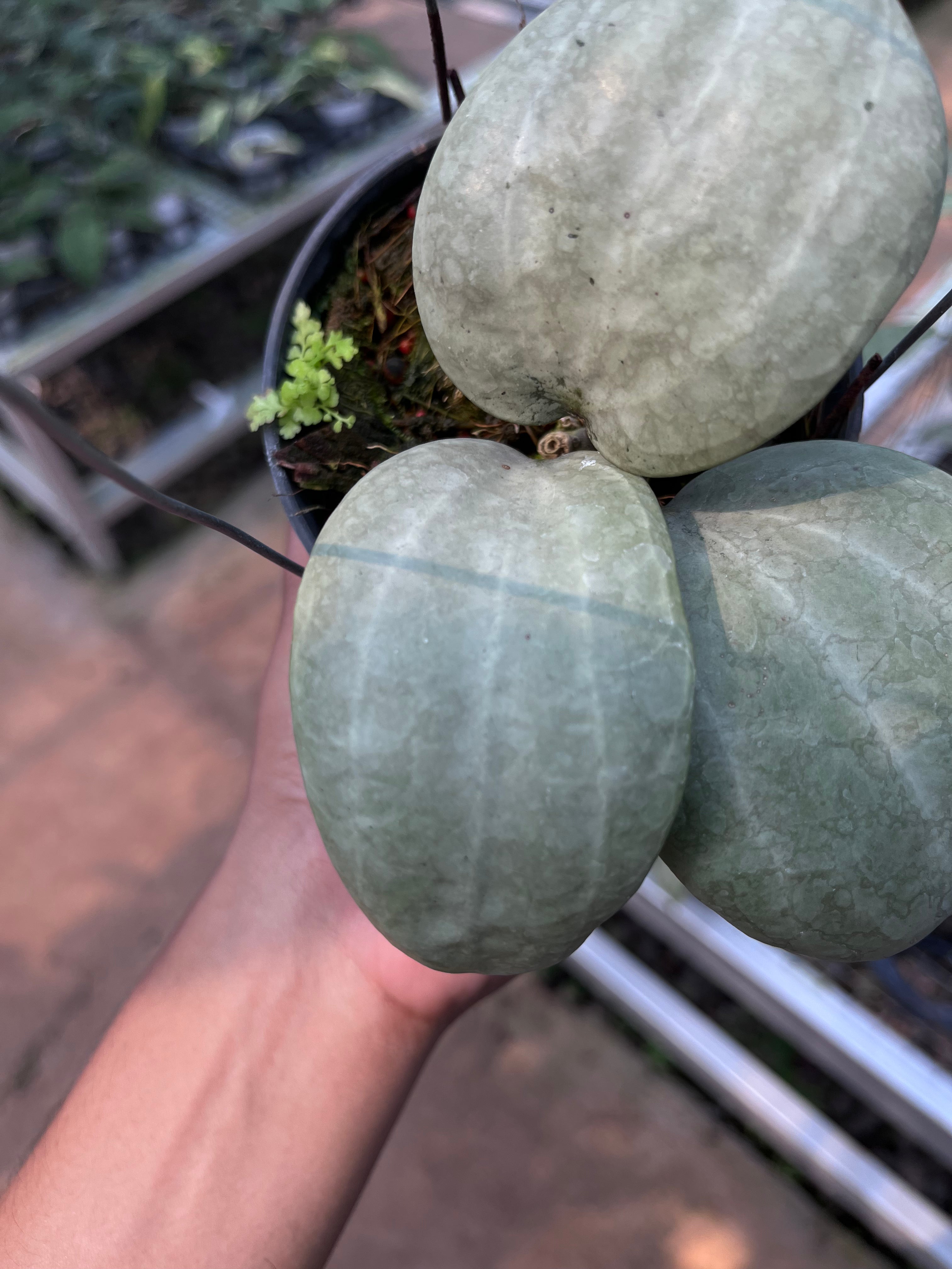 Hoya Latifolia Silver (Thailand)