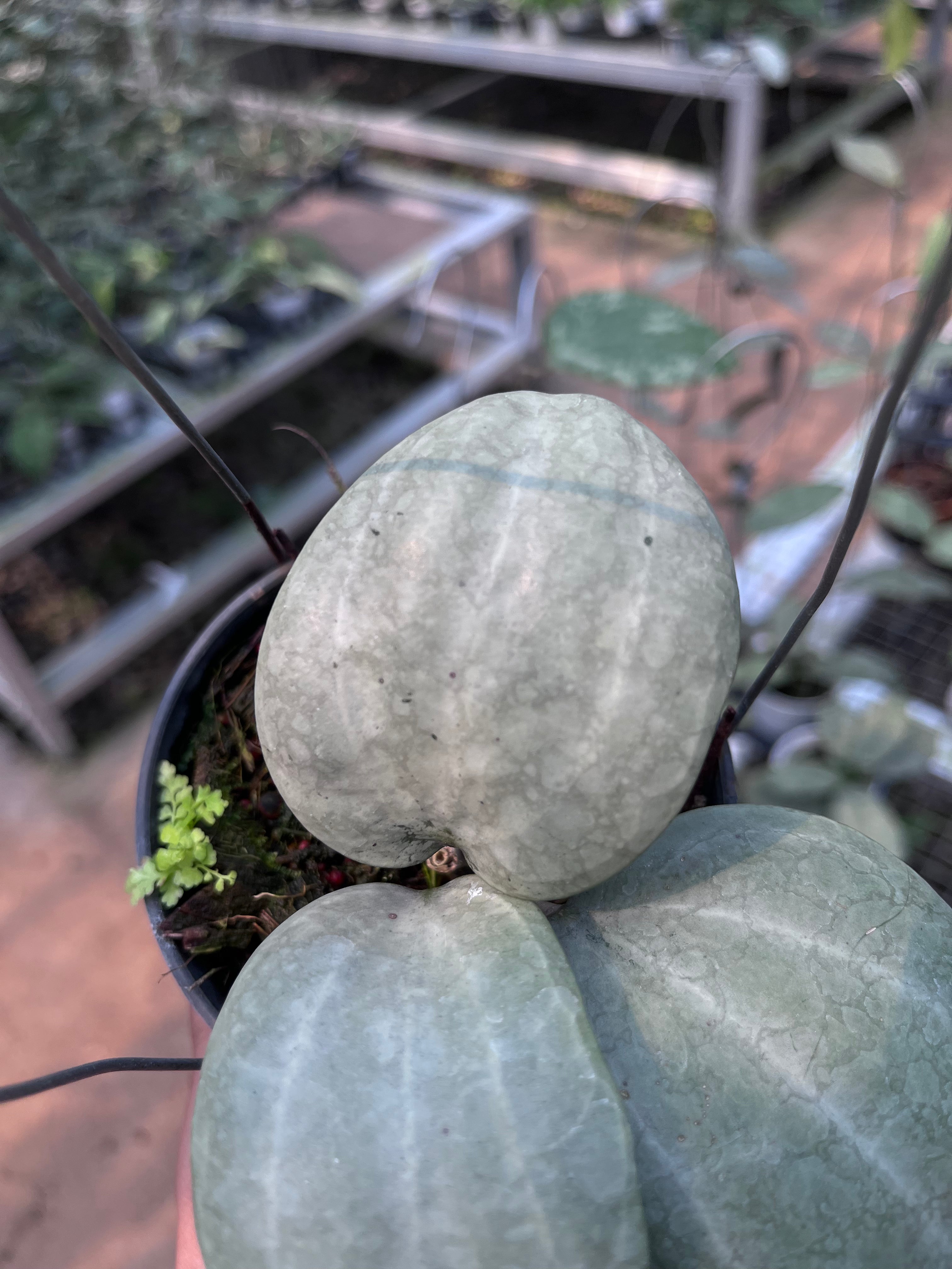 Hoya Latifolia Silver (Thailand)