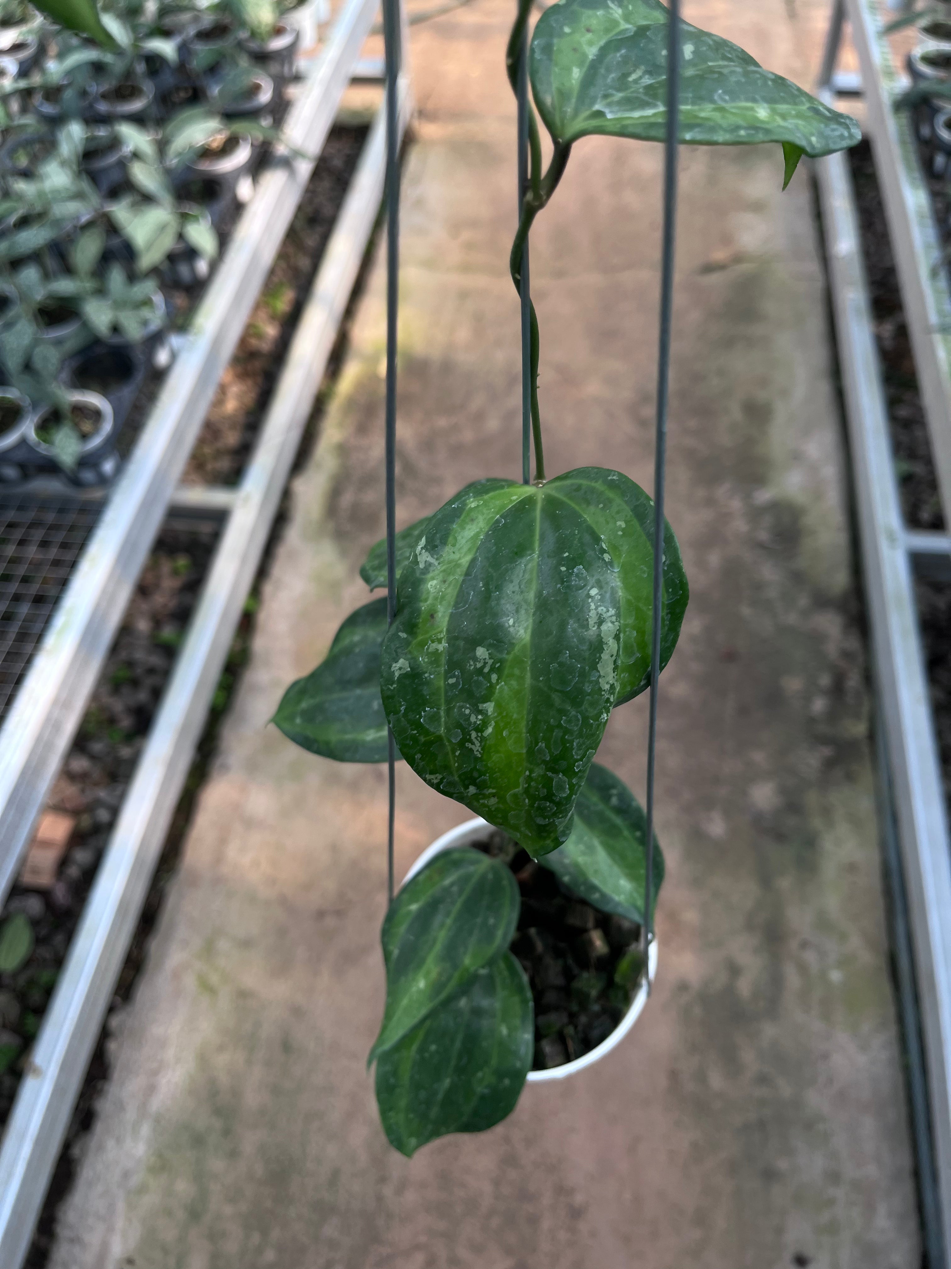 Hoya Baibua