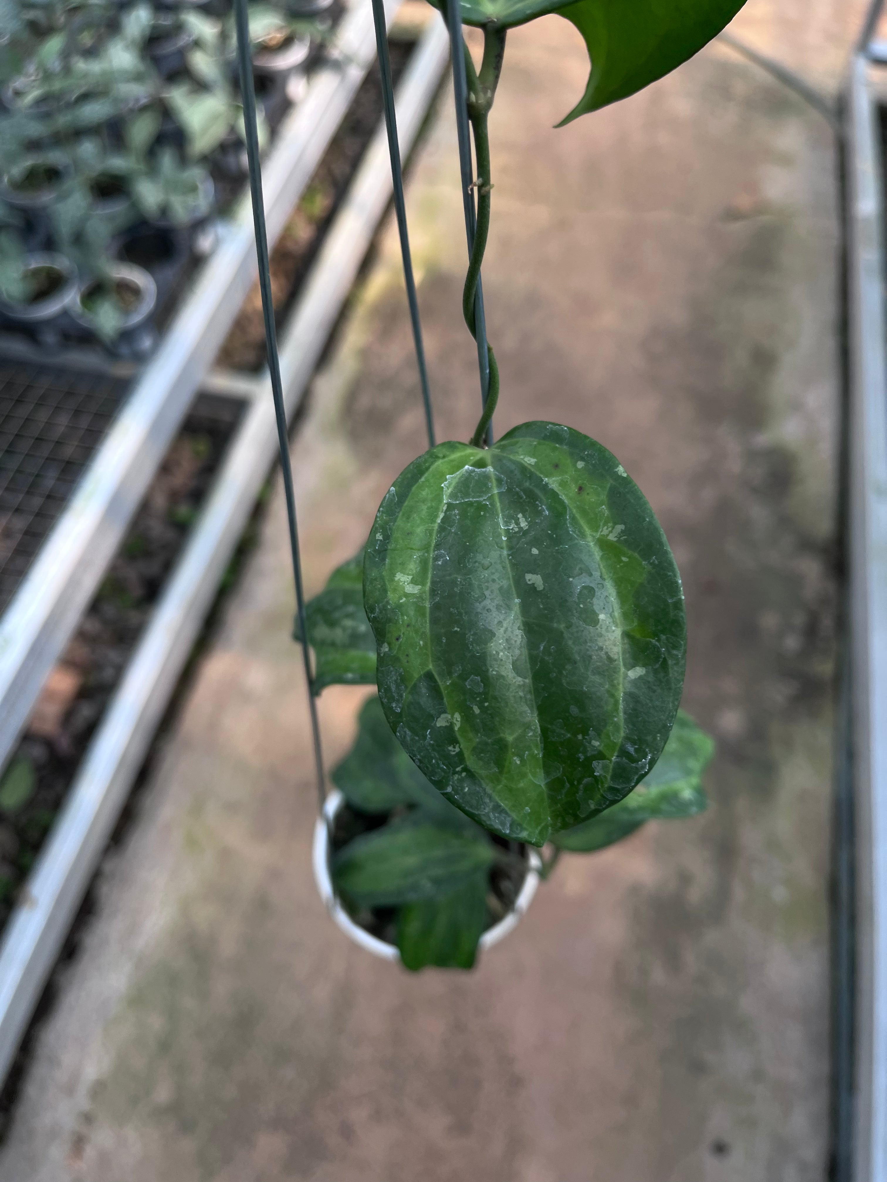 Hoya Baibua