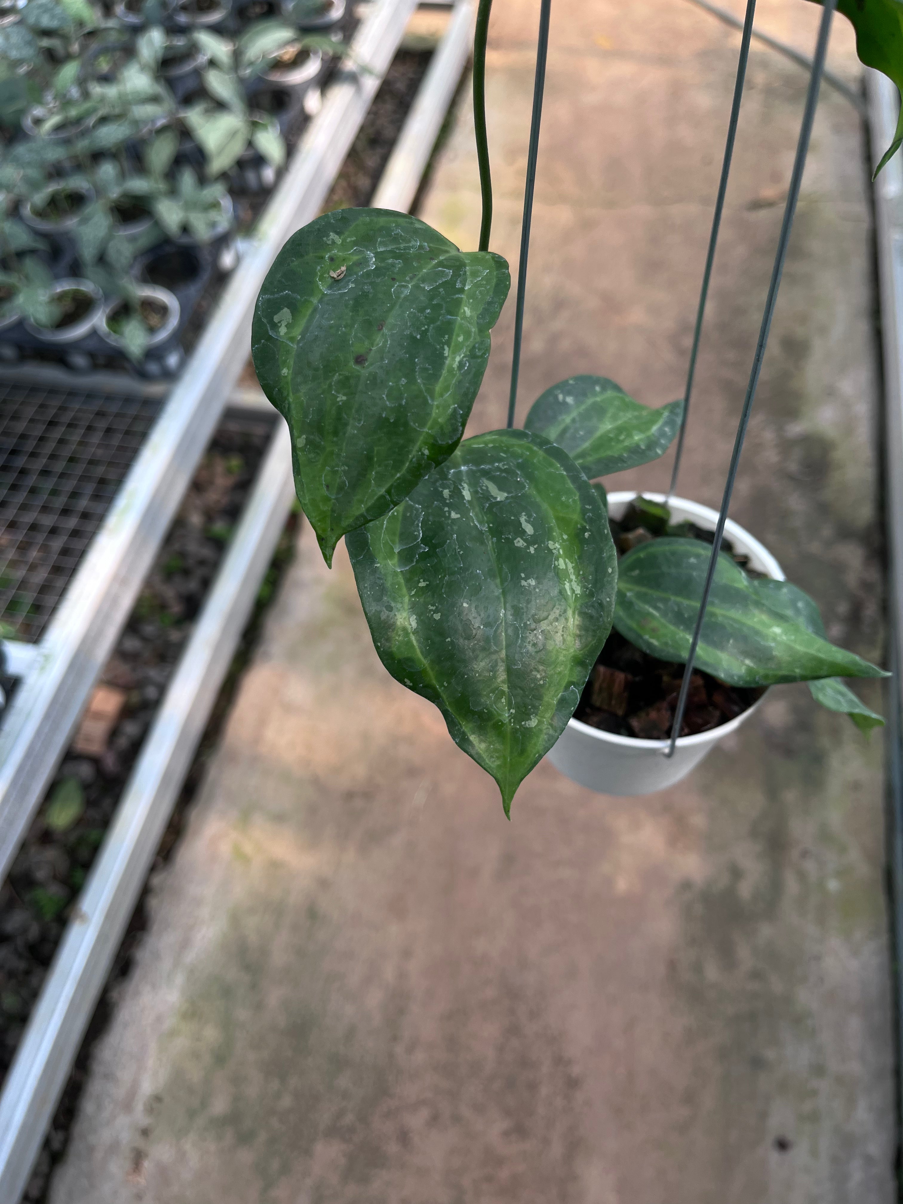 Hoya Baibua