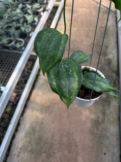 Hoya Baibua