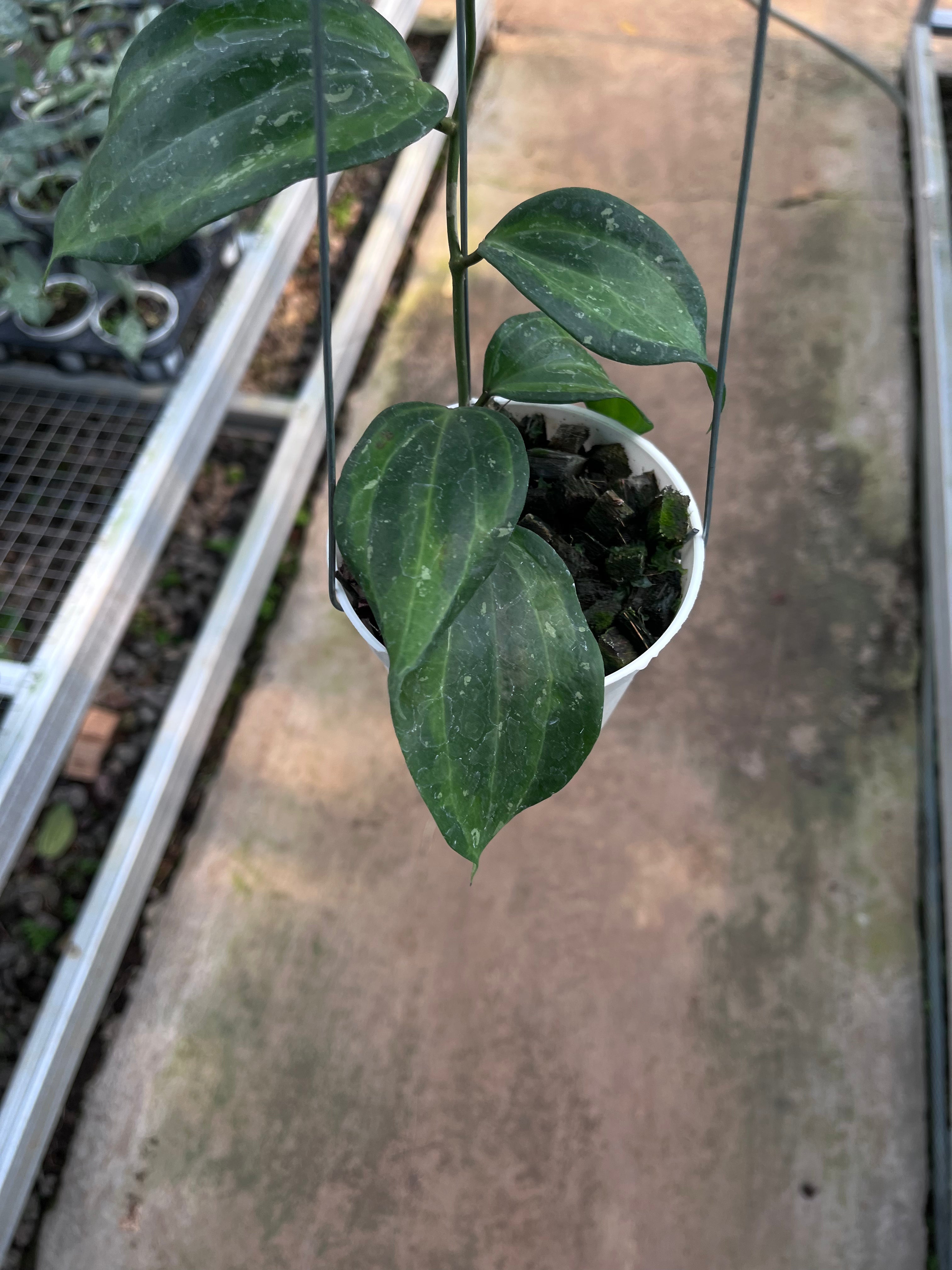 Hoya Baibua