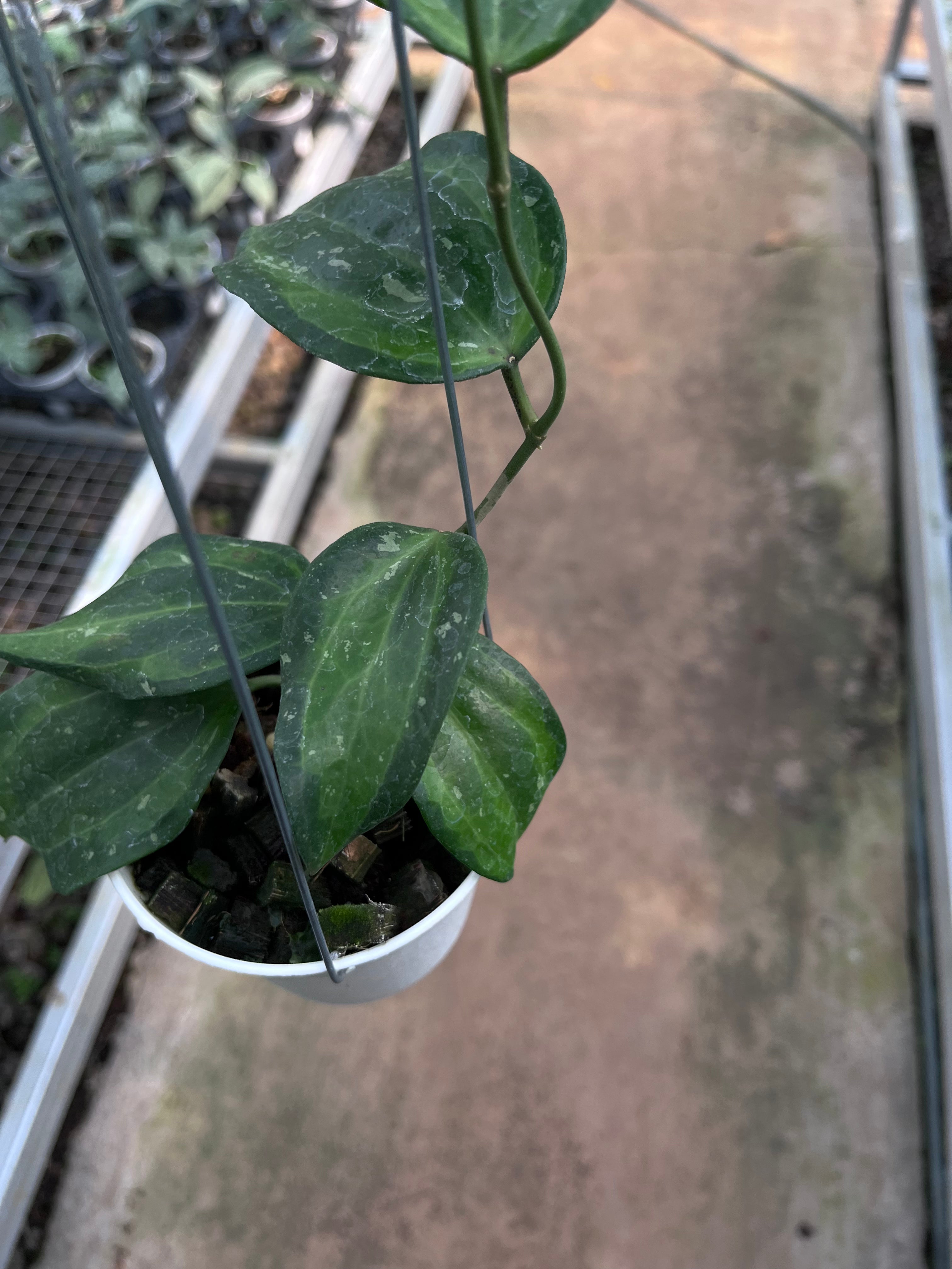 Hoya Baibua
