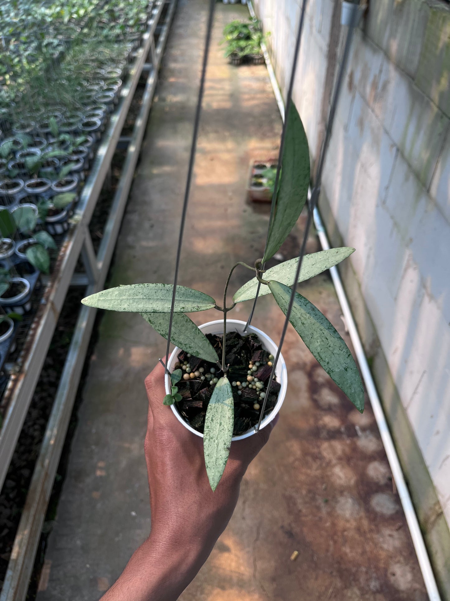 Hoya bengkulu Silver
