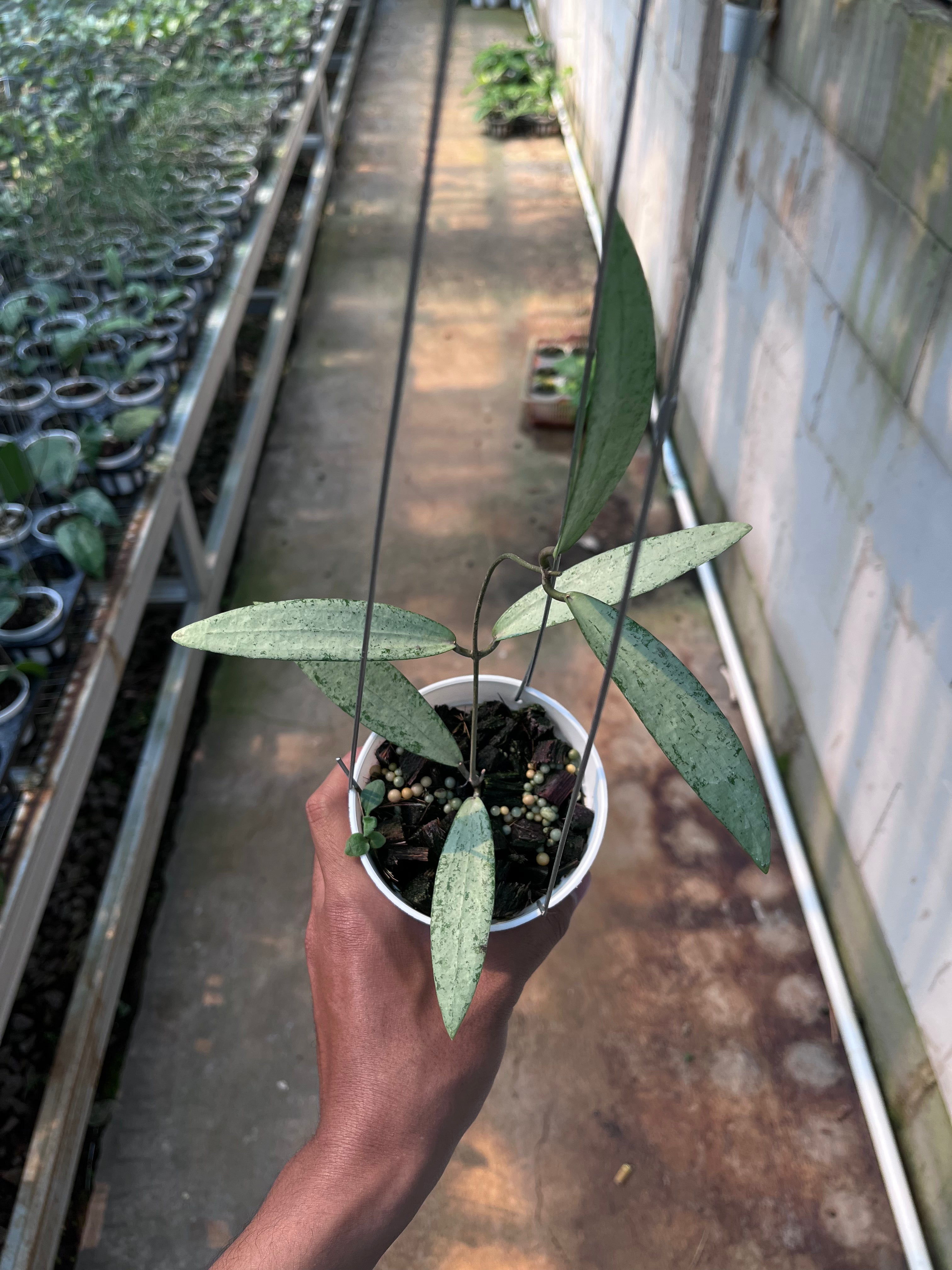 Hoya bengkulu Silver