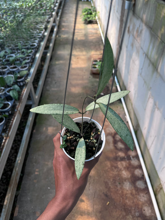 Hoya bengkulu Silver