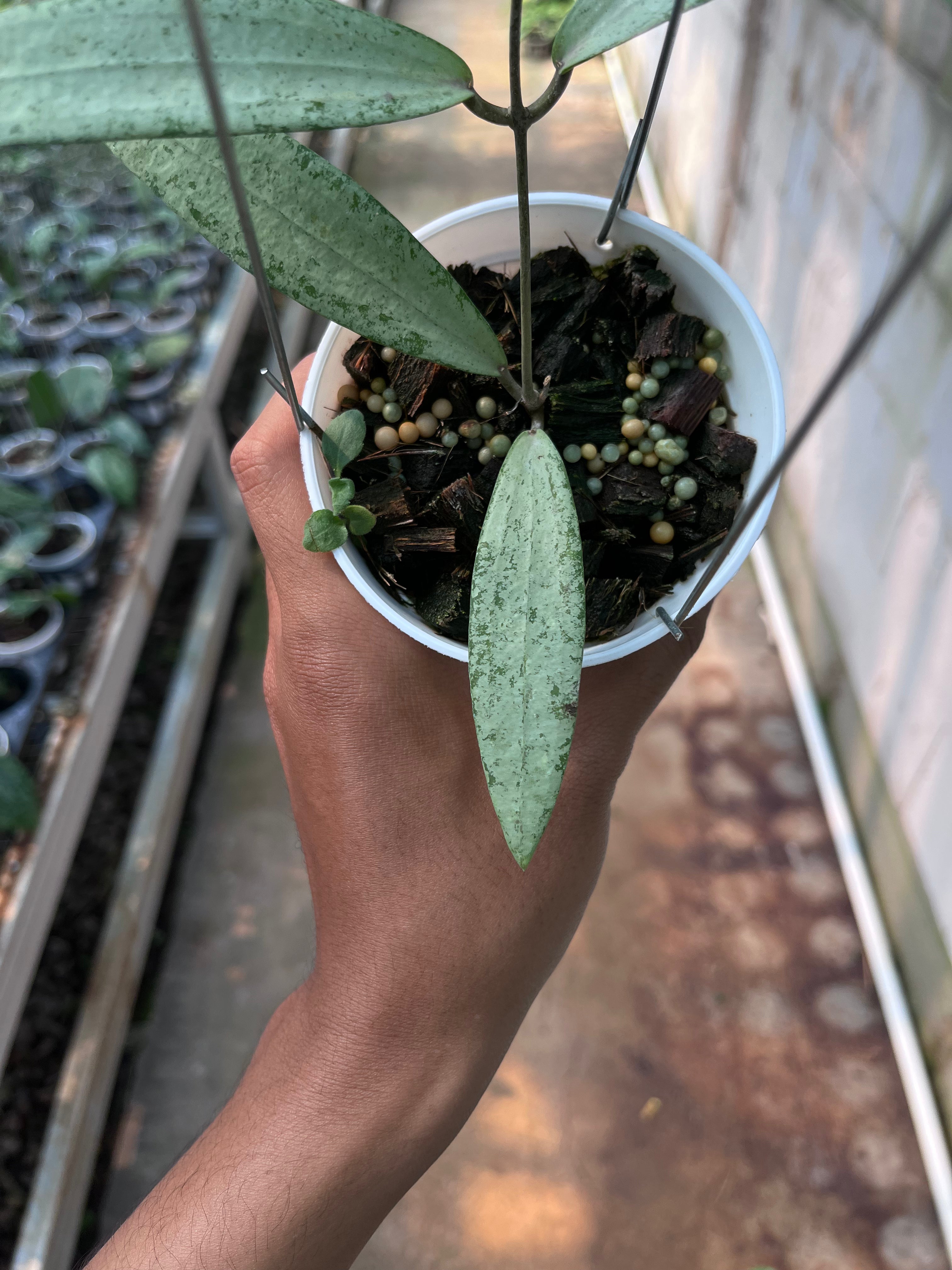 Hoya bengkulu Silver