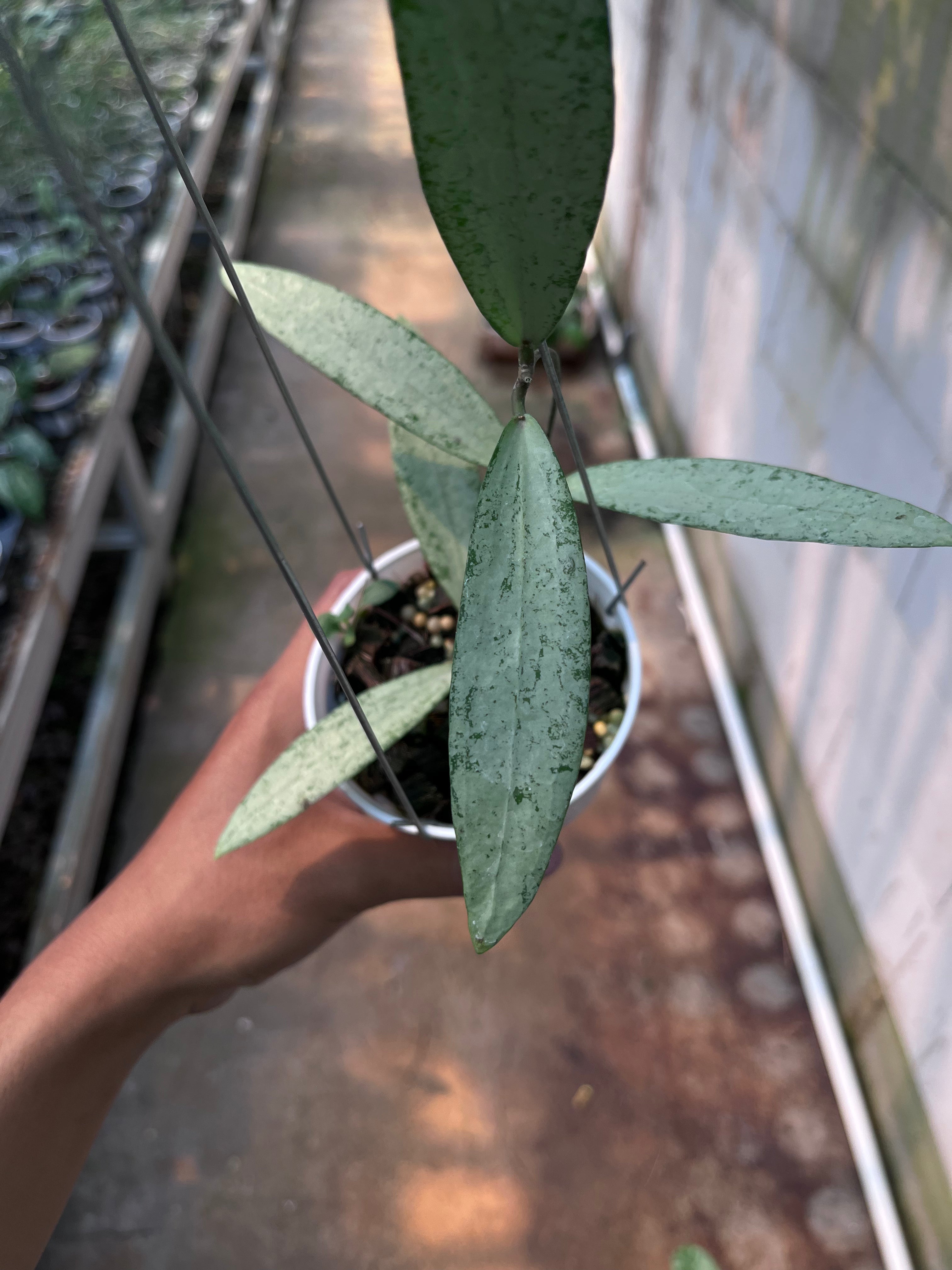 Hoya bengkulu Silver