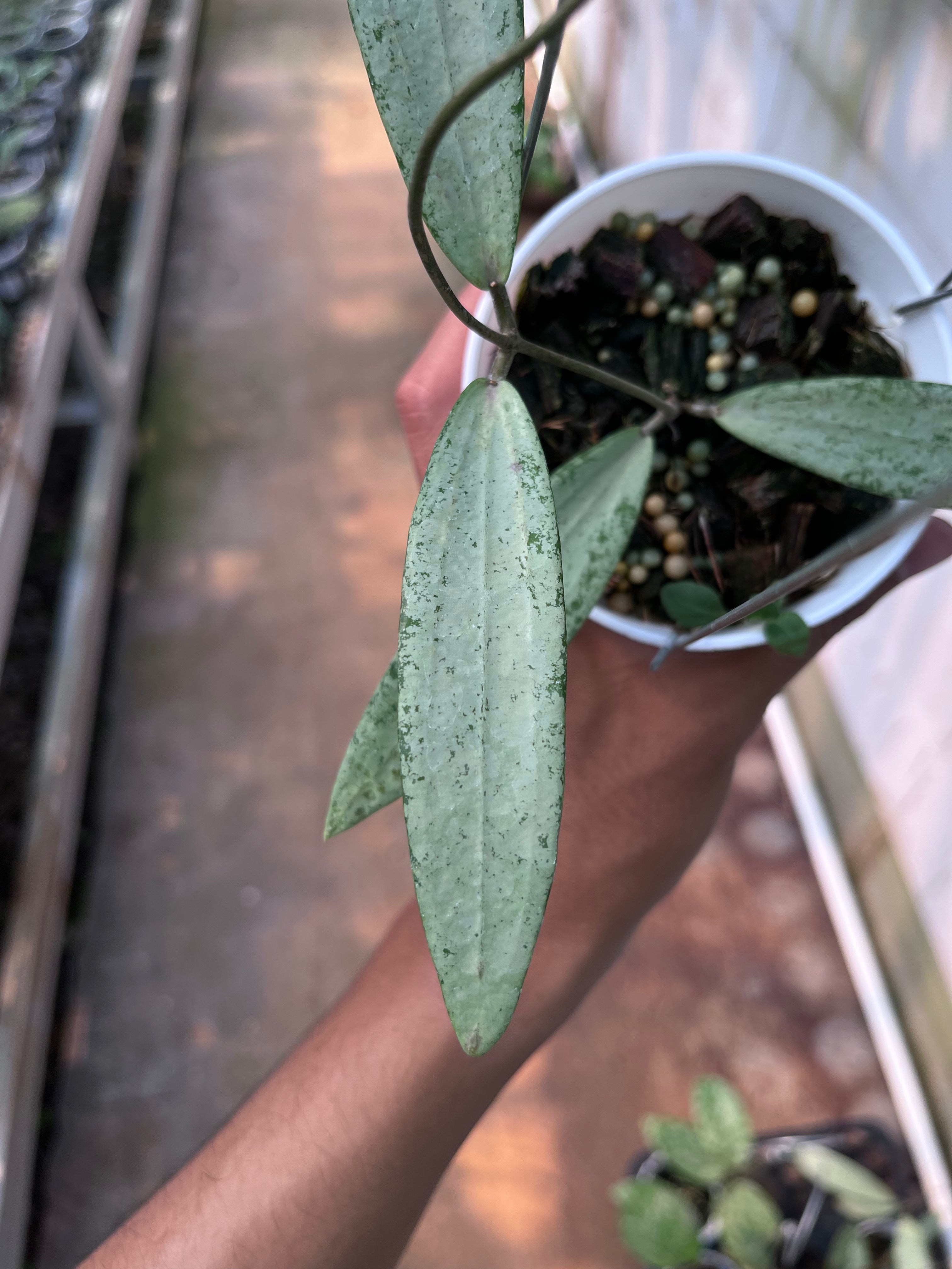 Hoya bengkulu Silver