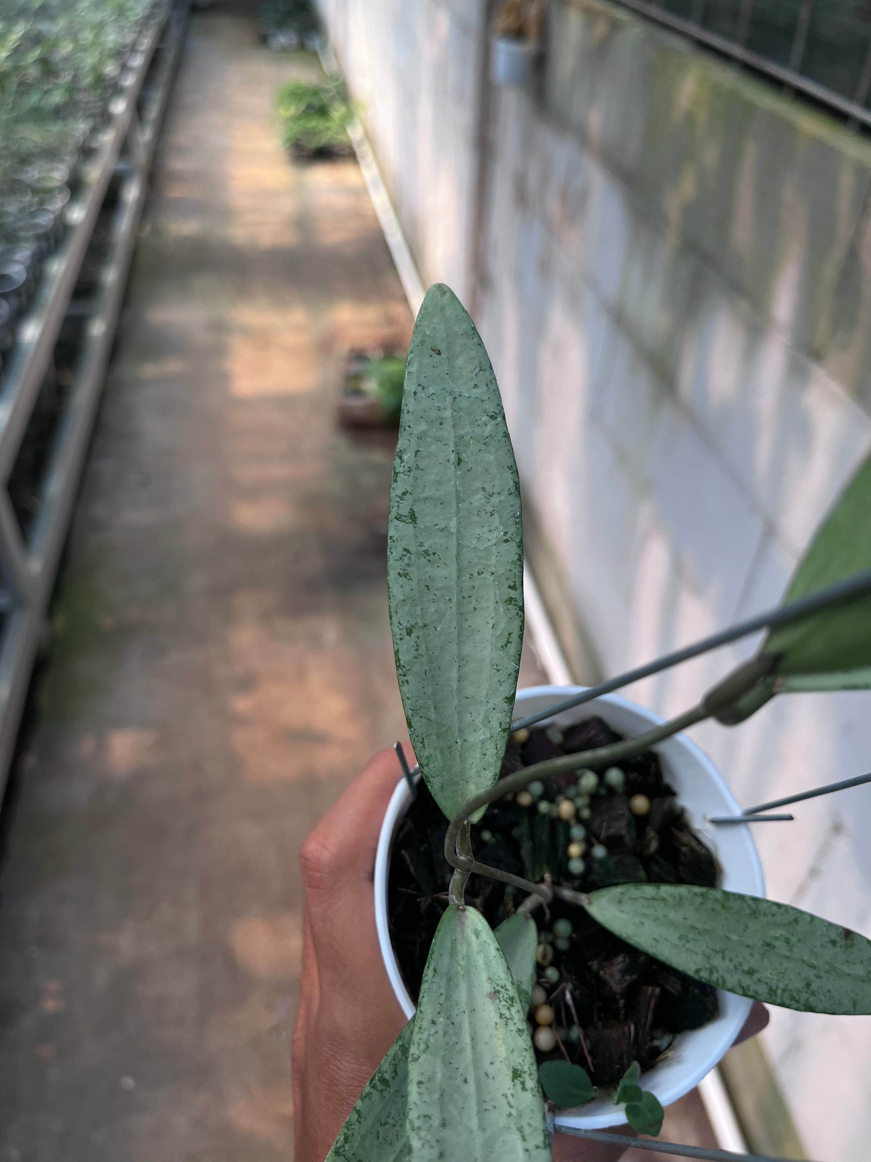 Hoya bengkulu Silver