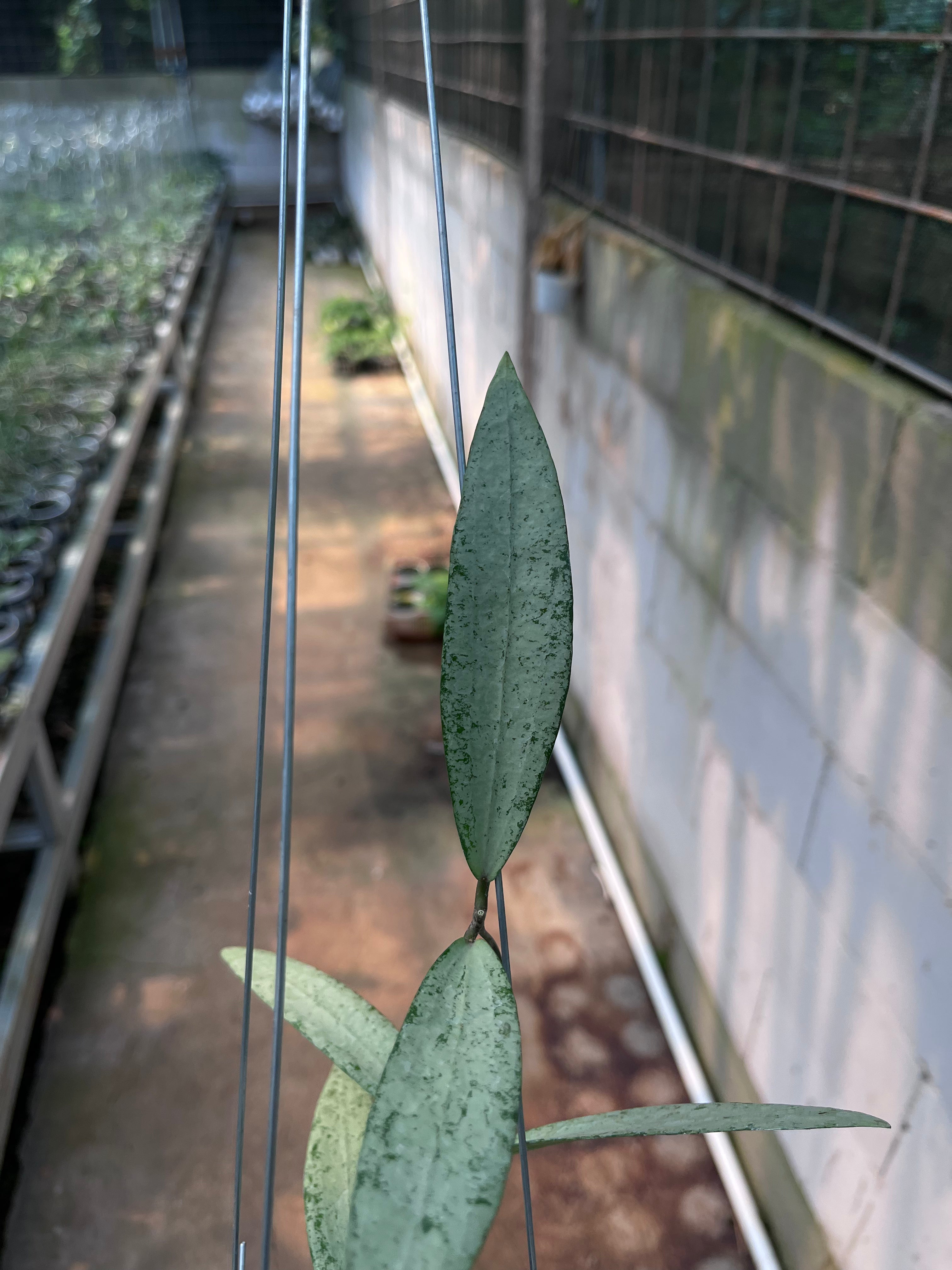 Hoya bengkulu Silver
