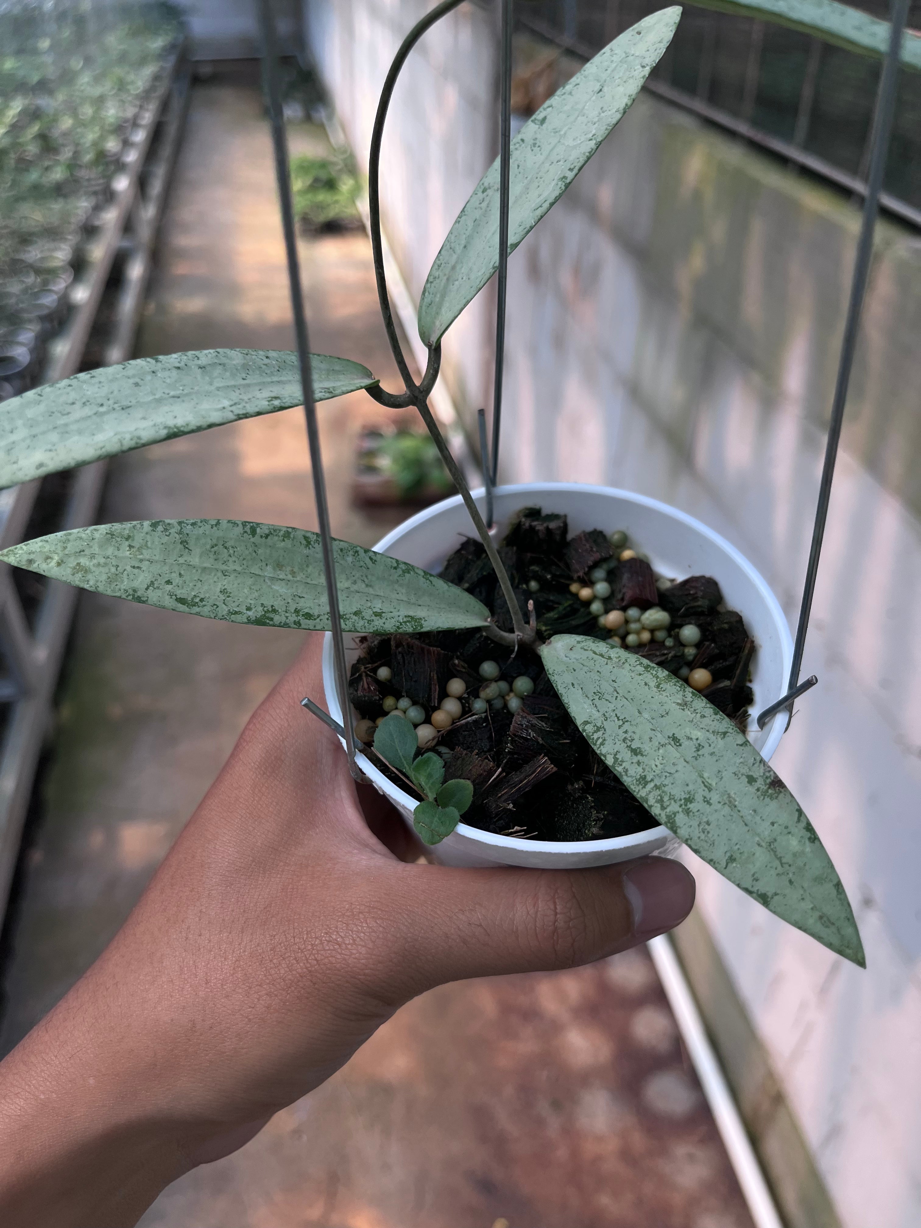 Hoya bengkulu Silver