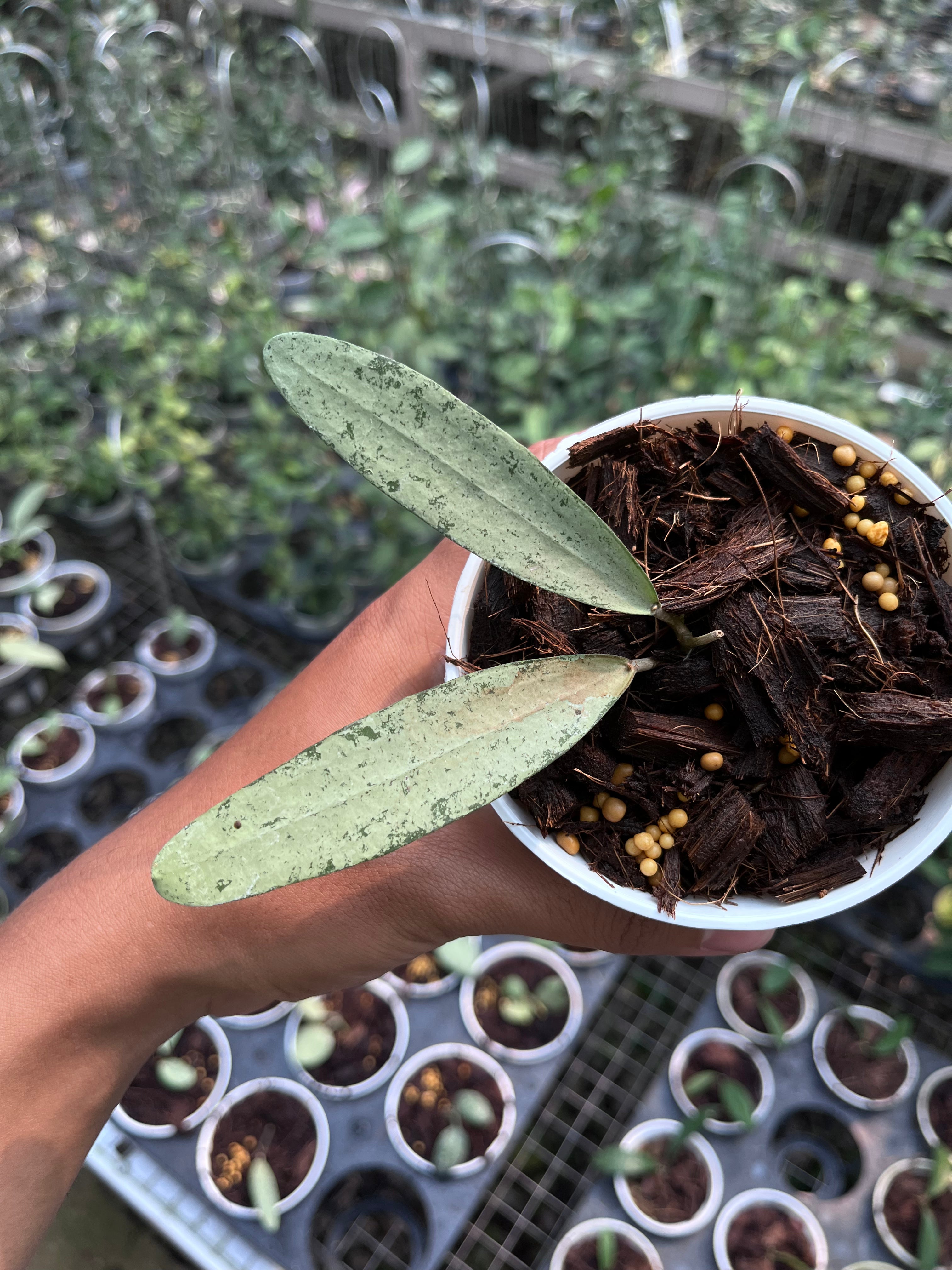 Hoya bengkulu Silver