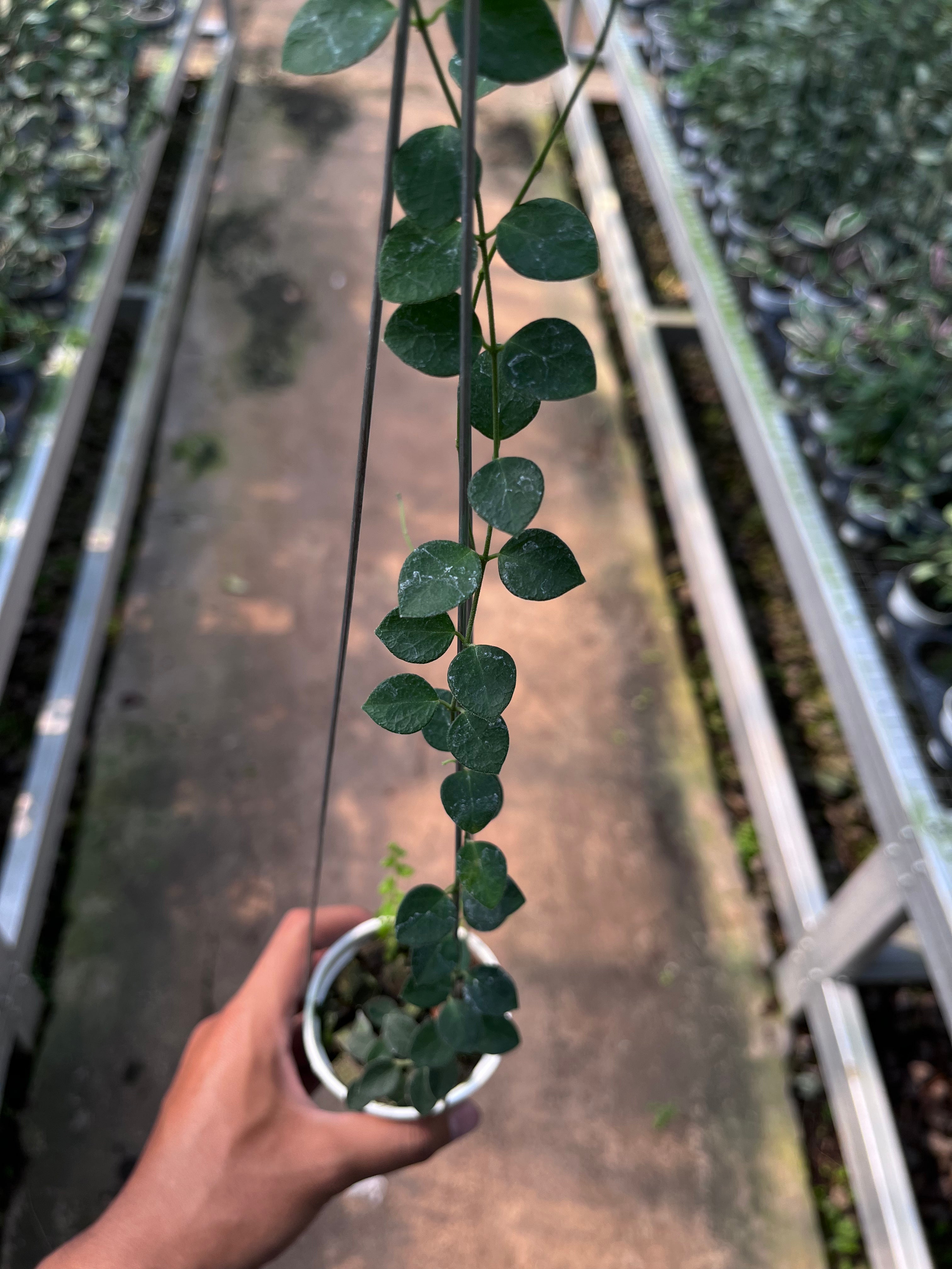 Hoya IM08