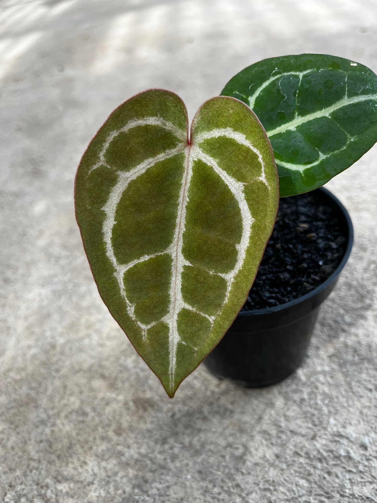 Anthurium Michelle Self