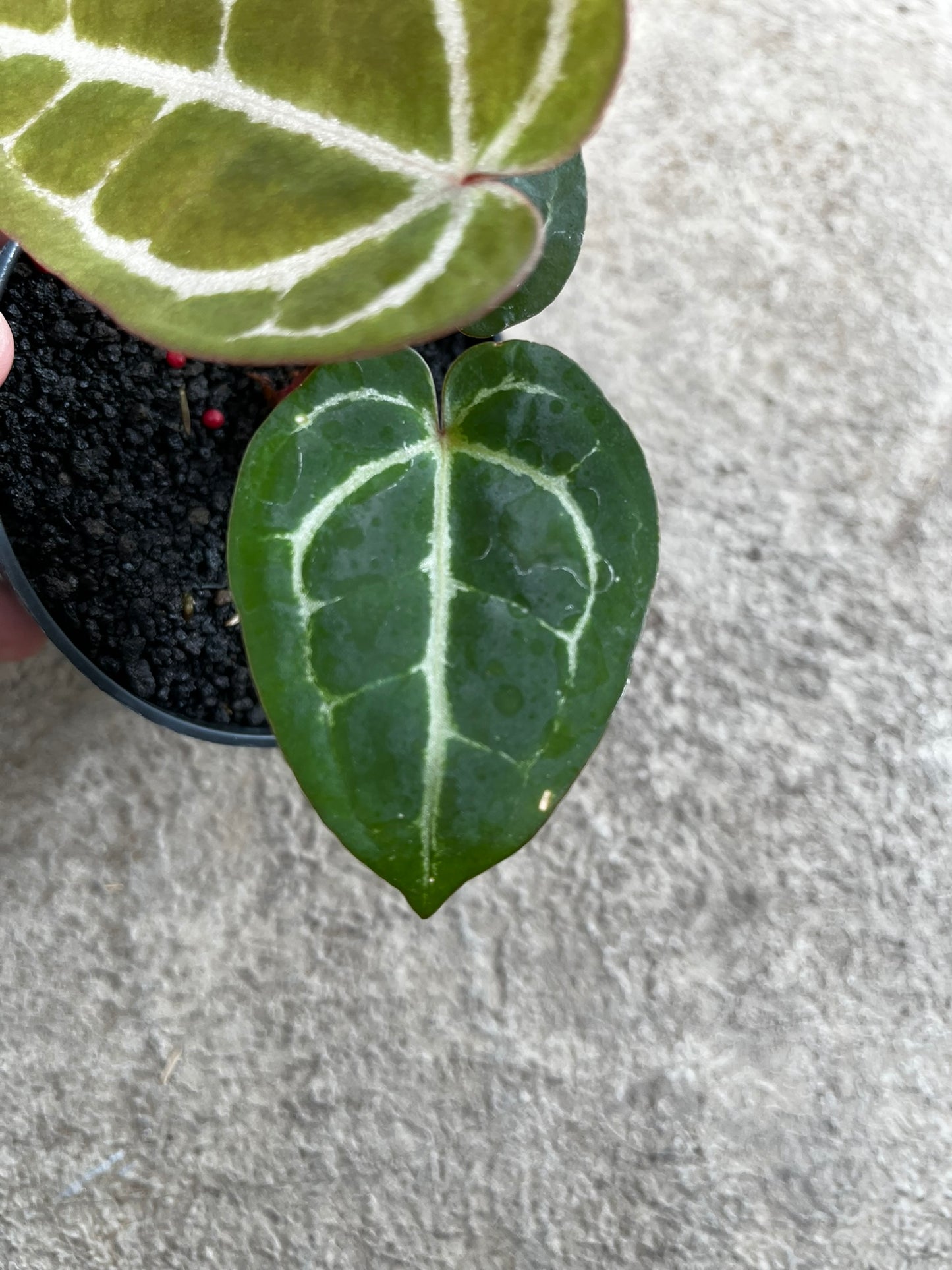 Anthurium Michelle Self