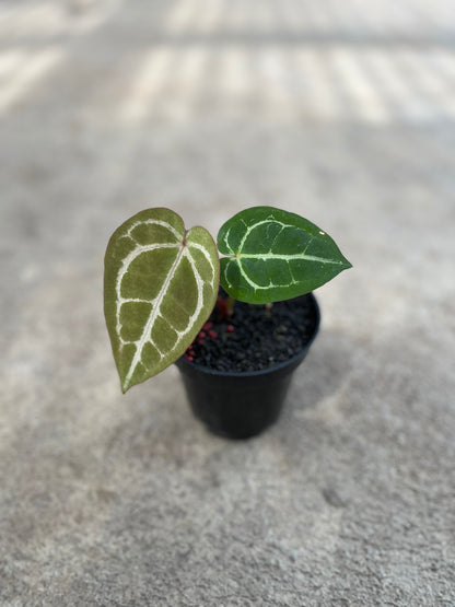 Anthurium Michelle Self