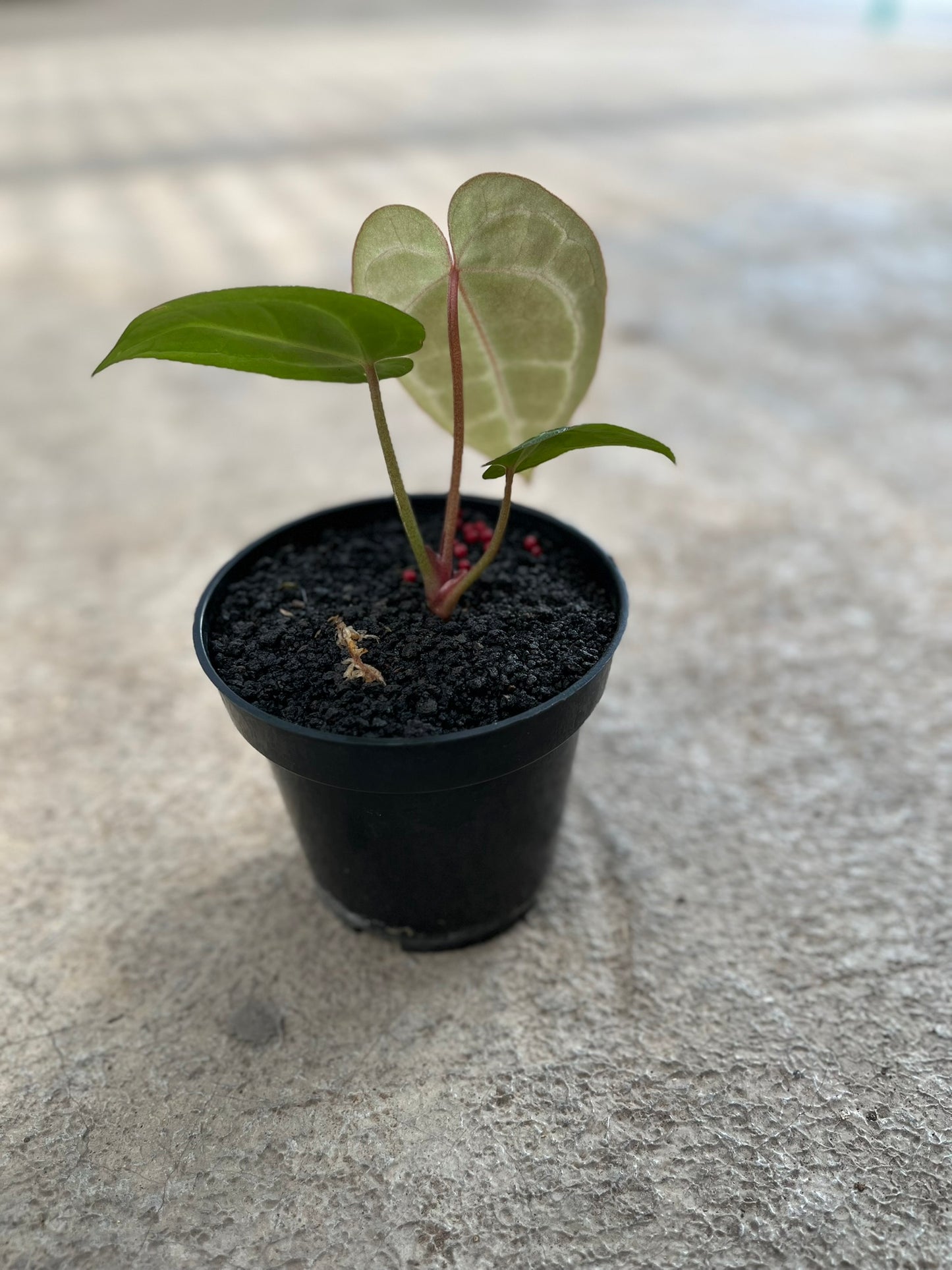 Anthurium Michelle Self