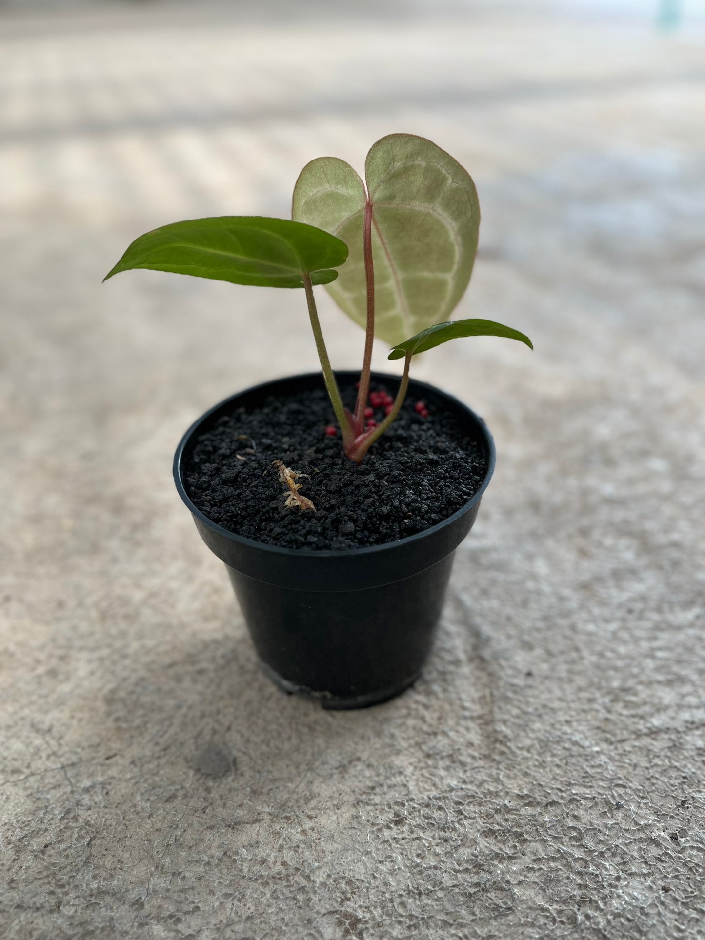 Anthurium Michelle Self