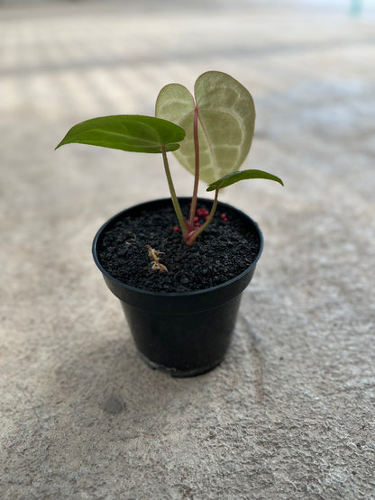 Anthurium Michelle Self